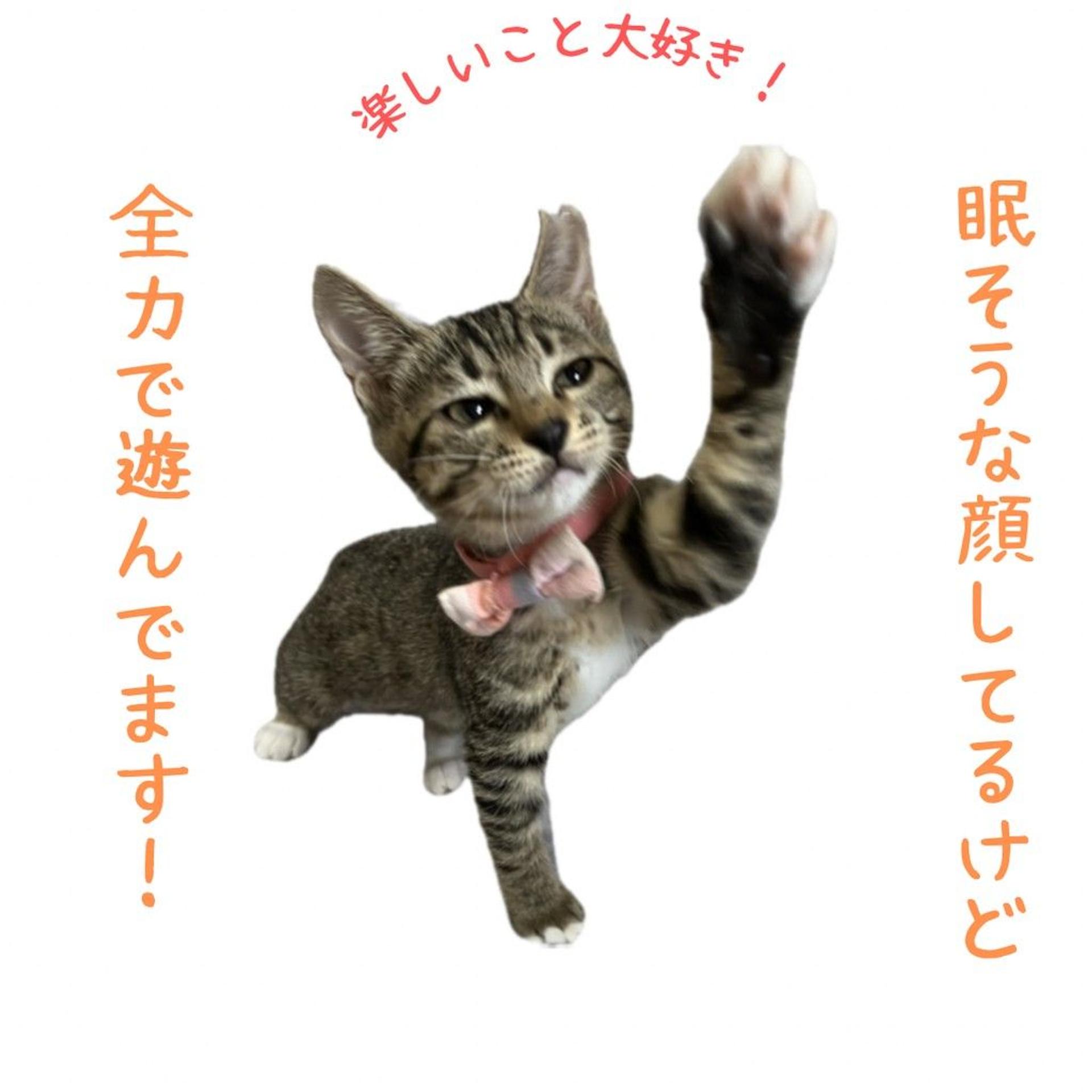 pet-image-2