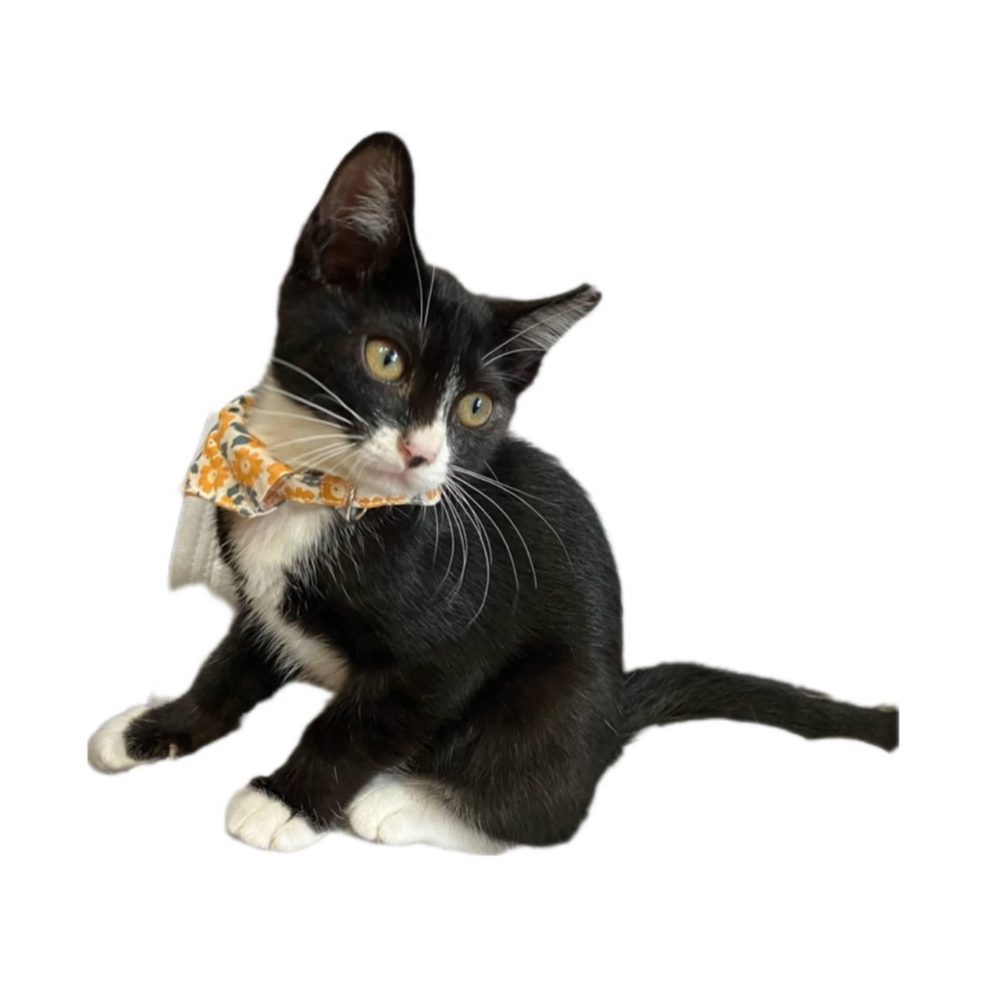 雑種（ミックス猫）・メスの里親募集の写真
