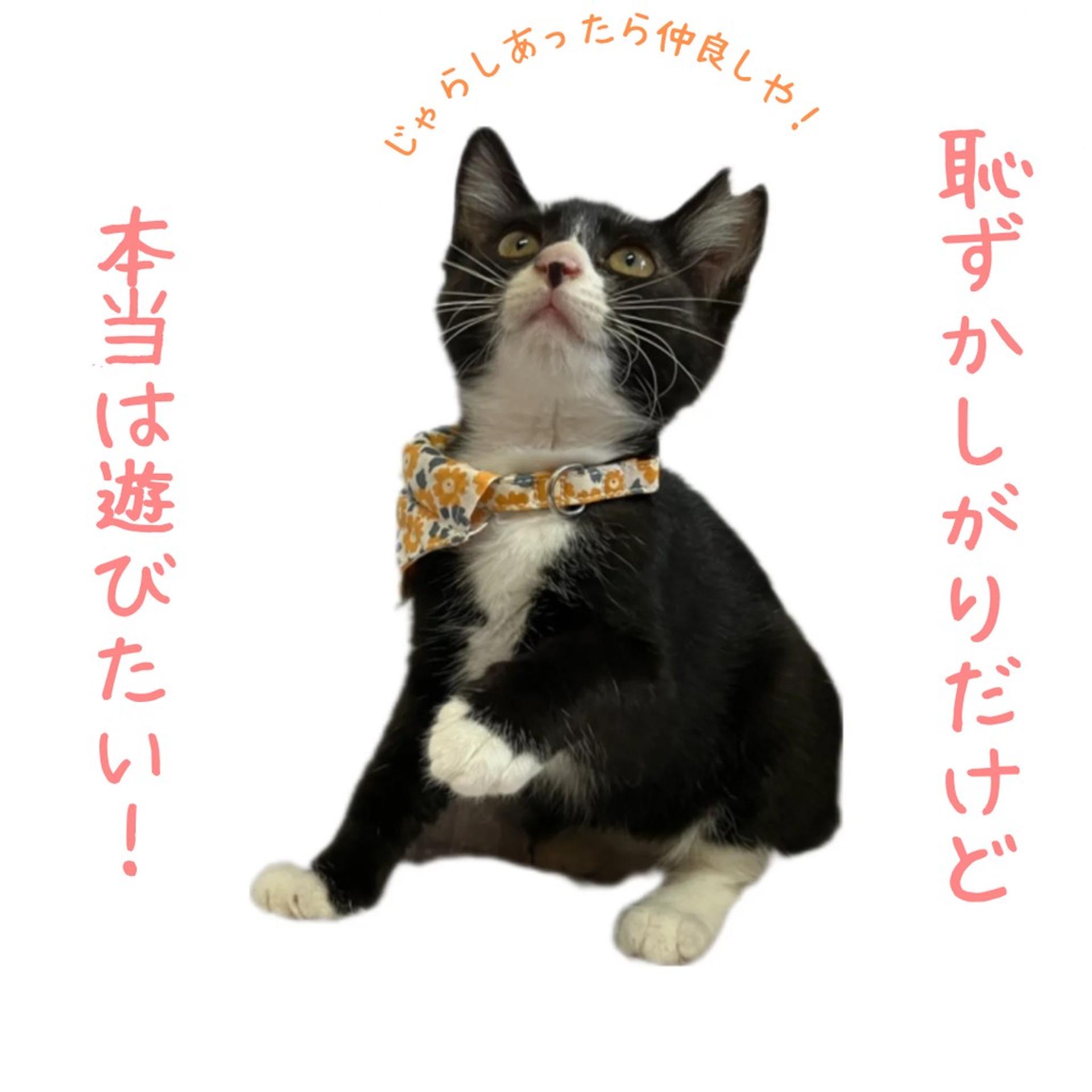 pet-image-3