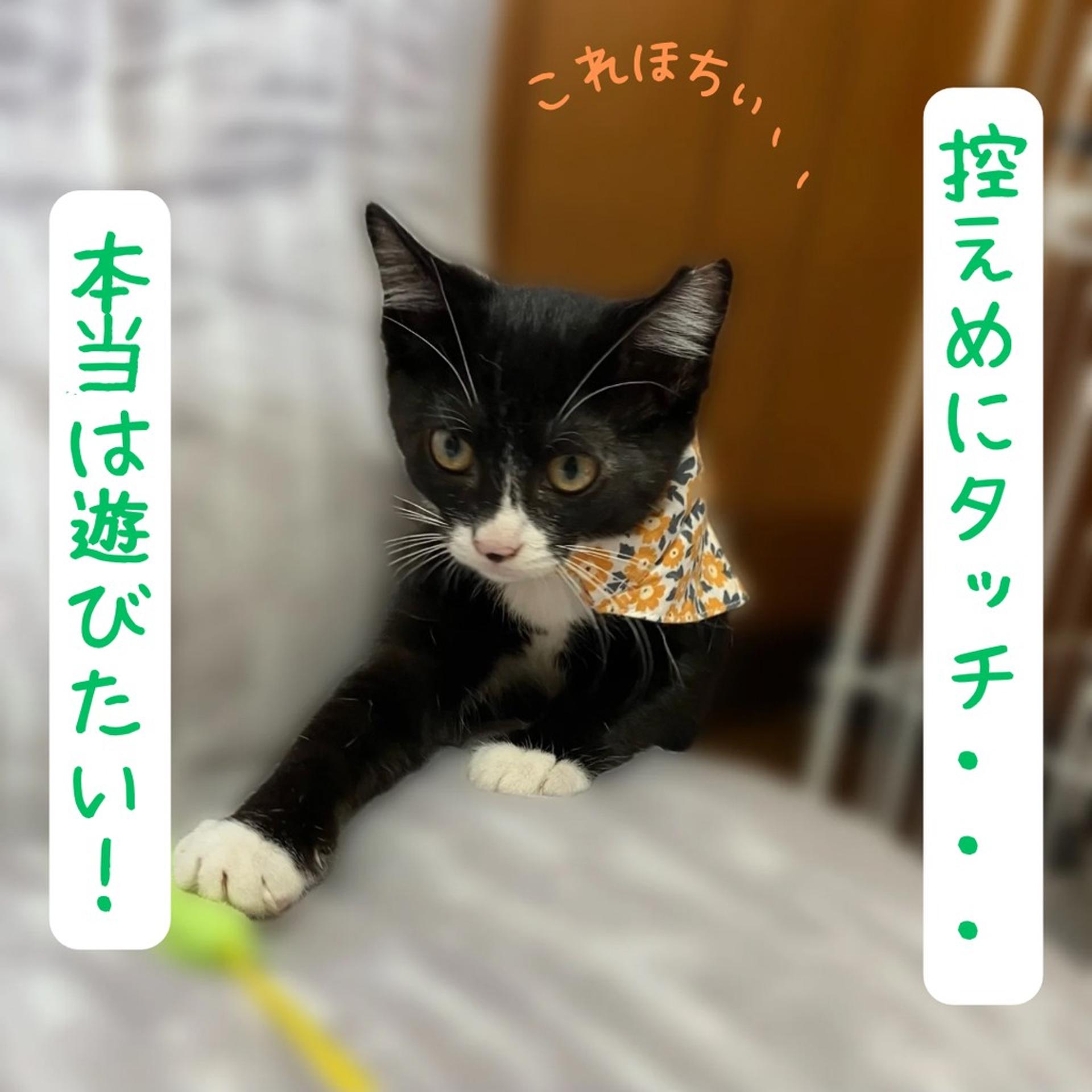 pet-image-4