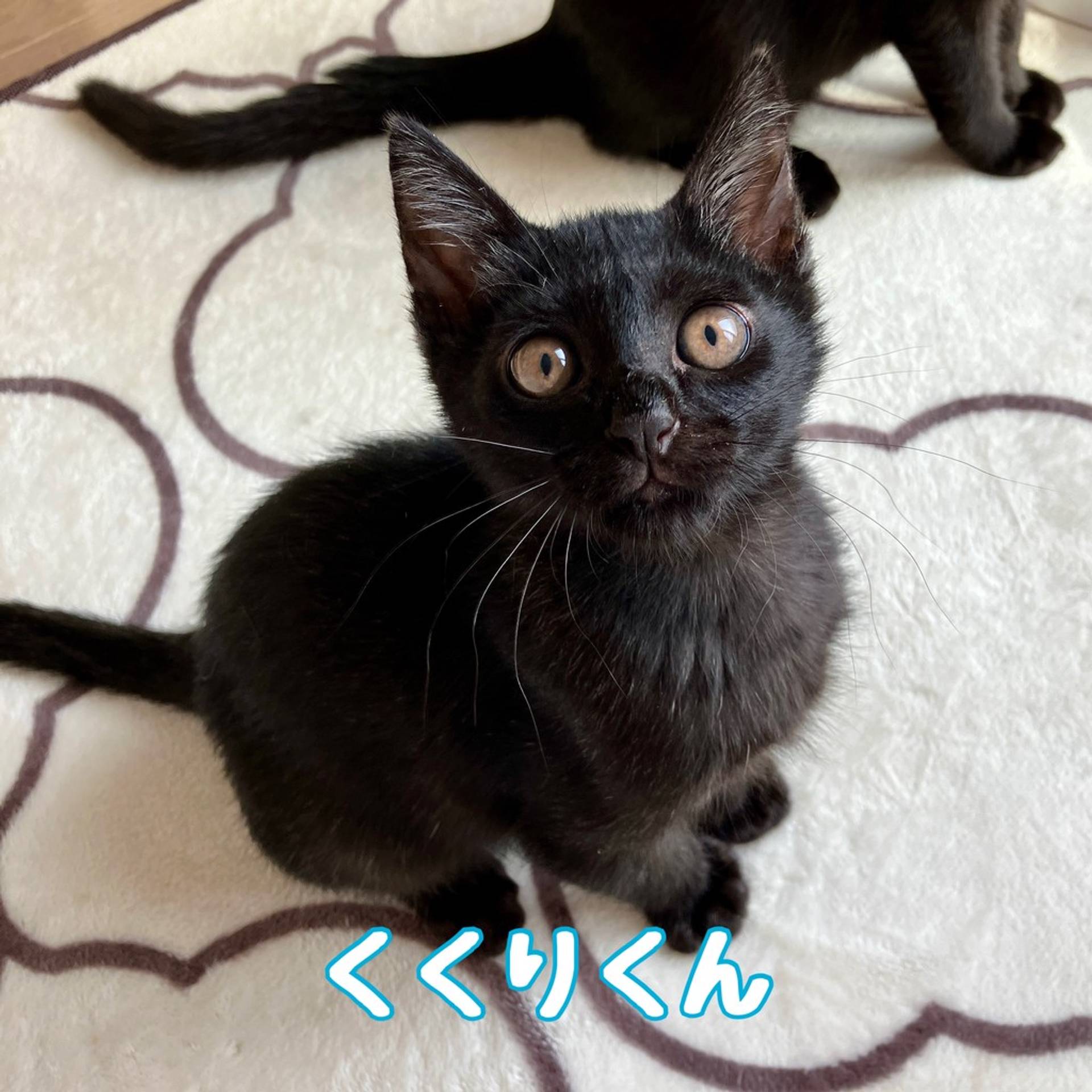 雑種（ミックス猫）・オスの里親募集の写真
