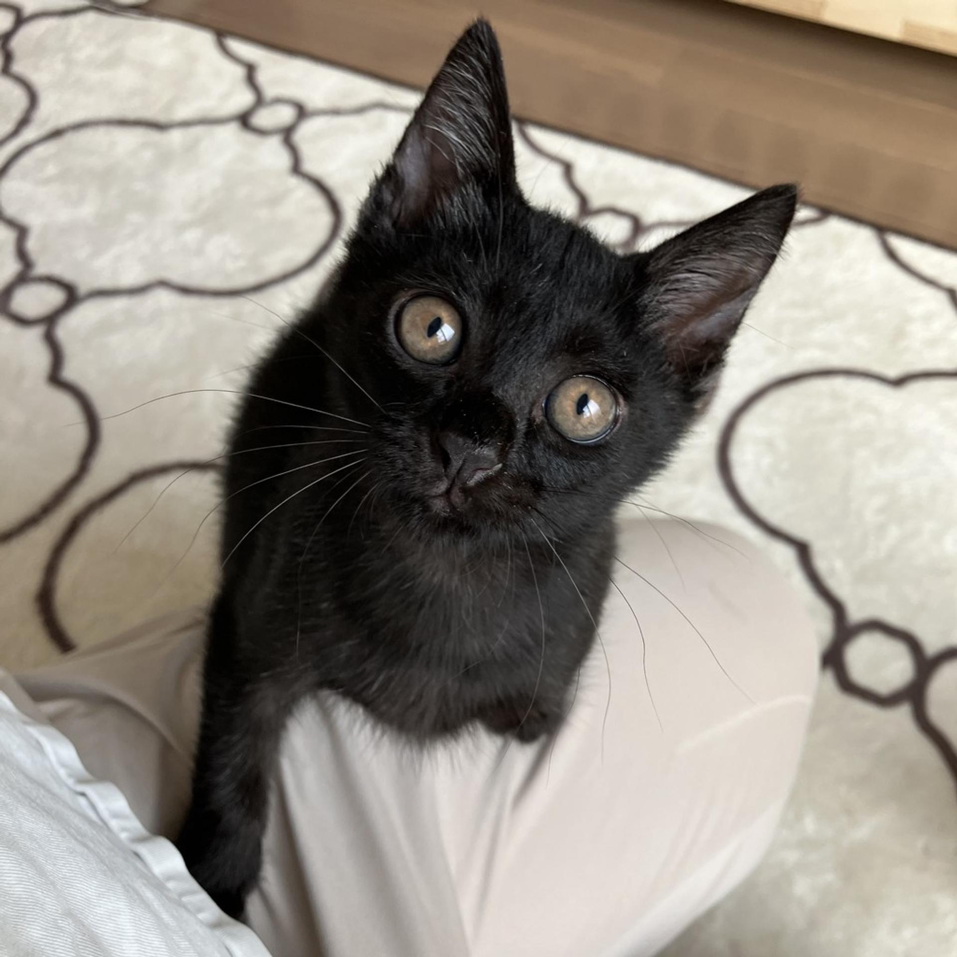 pet-image-2
