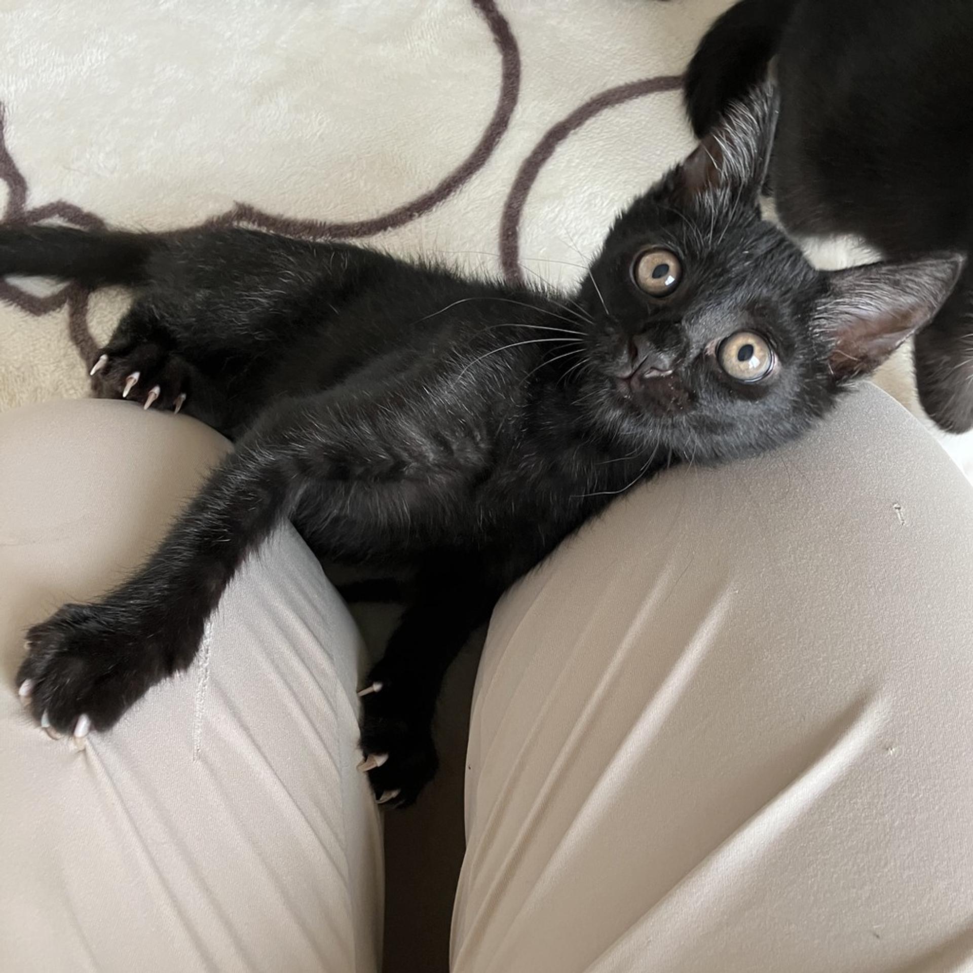 pet-image-3