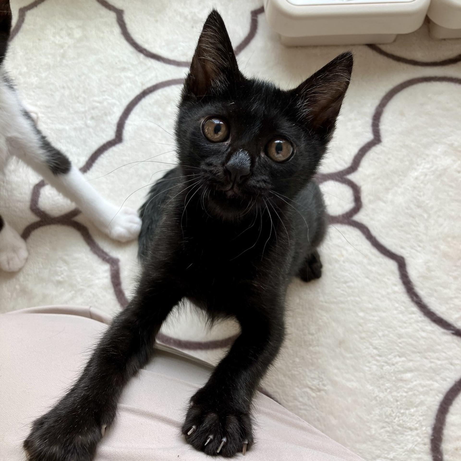 pet-image-4