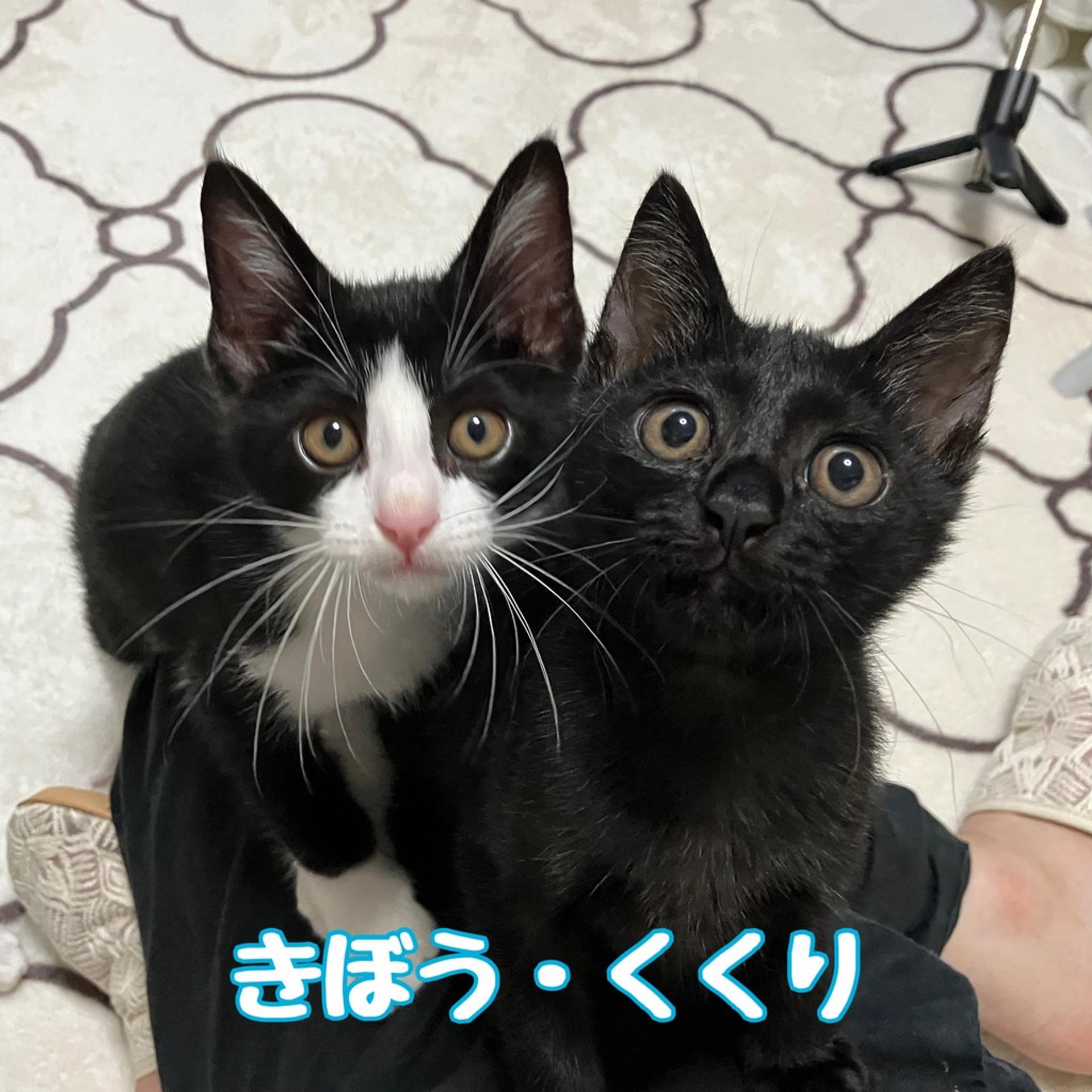 pet-image-5
