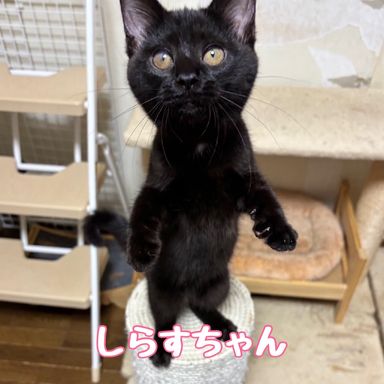 しらす