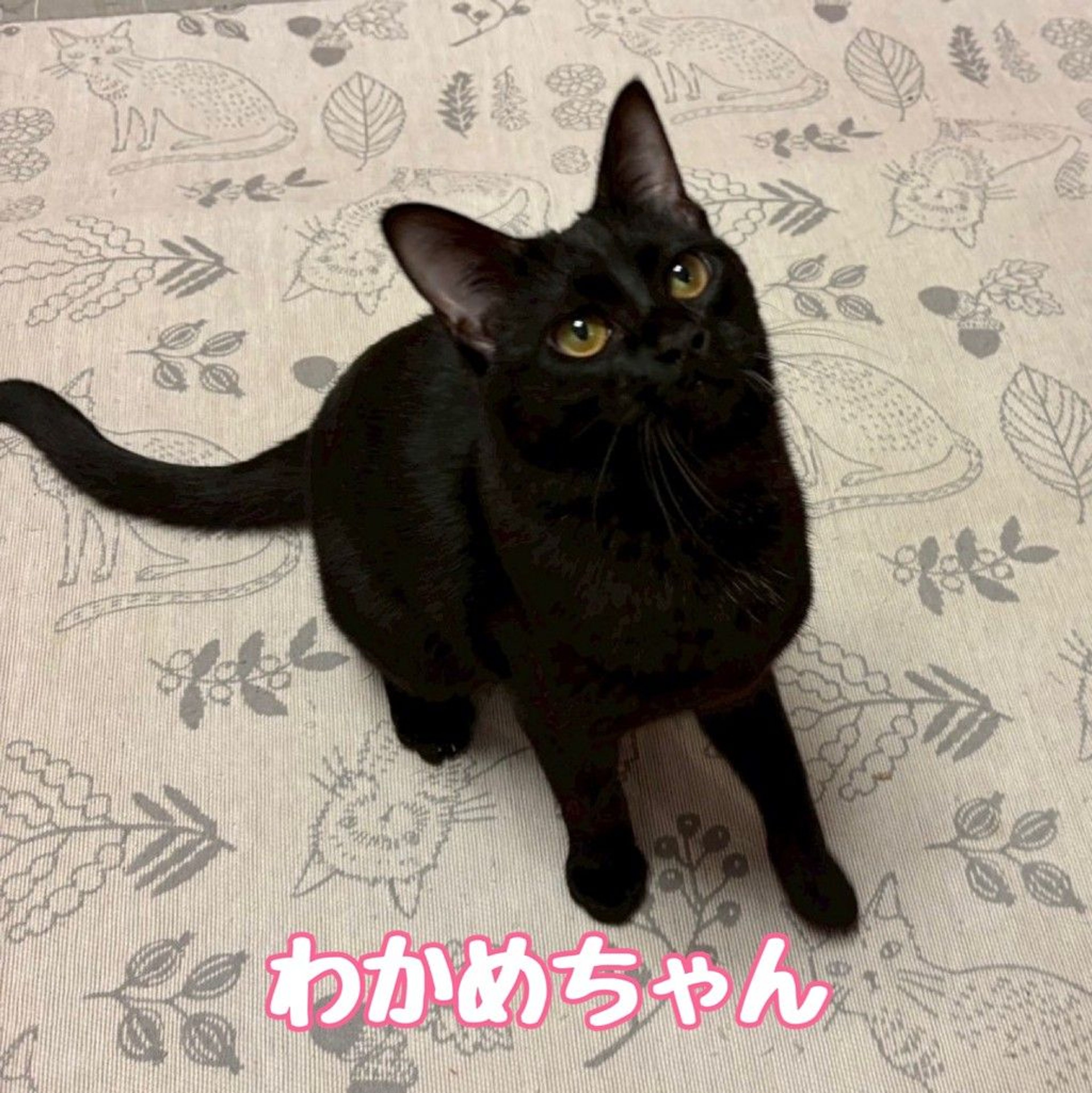 雑種（ミックス猫）・メスの里親募集の写真
