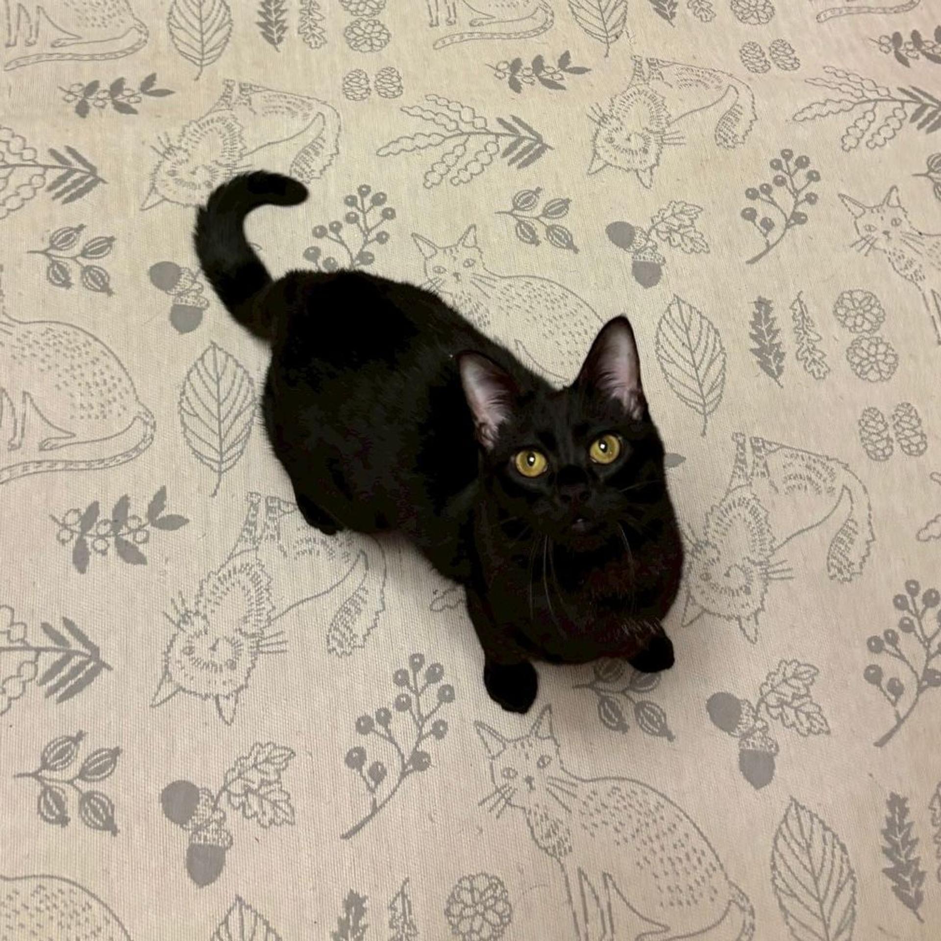 pet-image-2