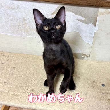 わかめ
