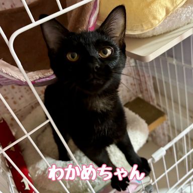 わかめ