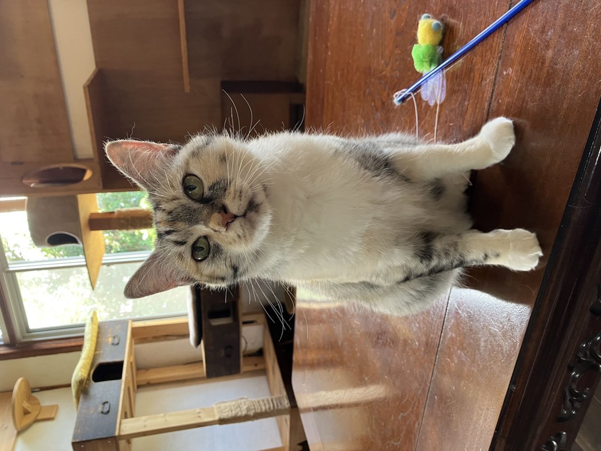 雑種（ミックス猫）・メスの里親募集の写真