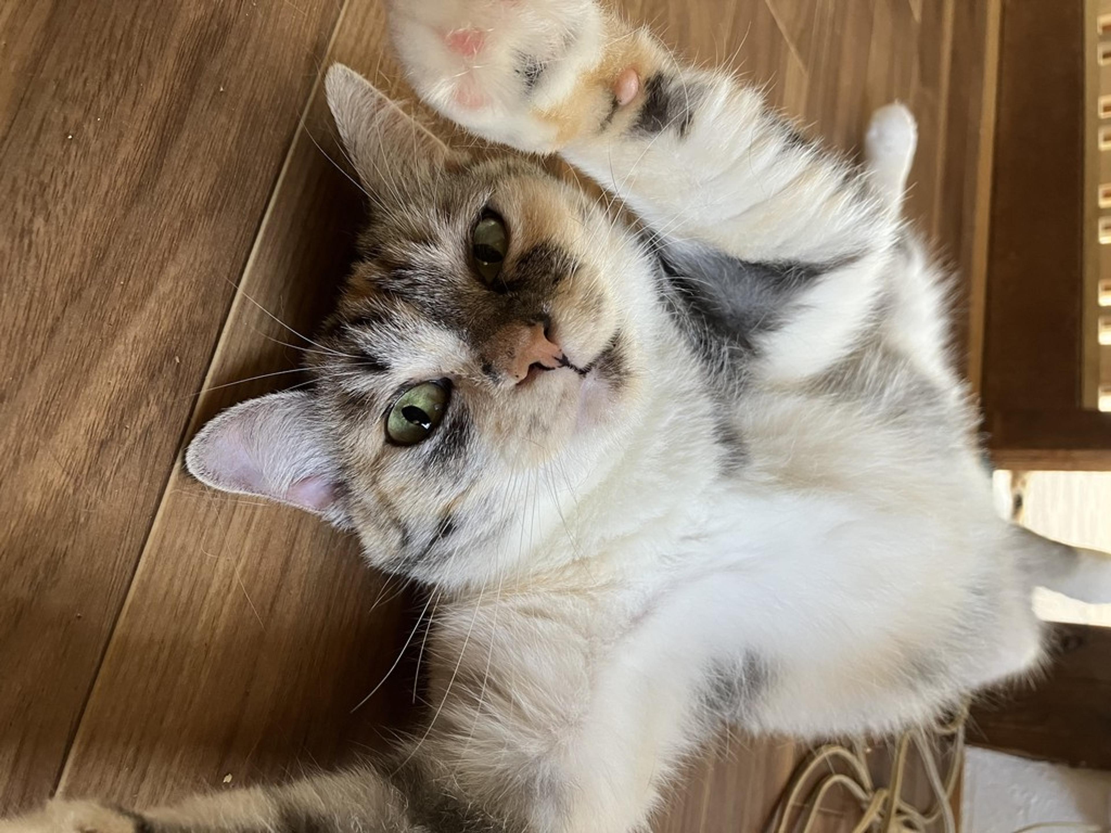pet-image-2