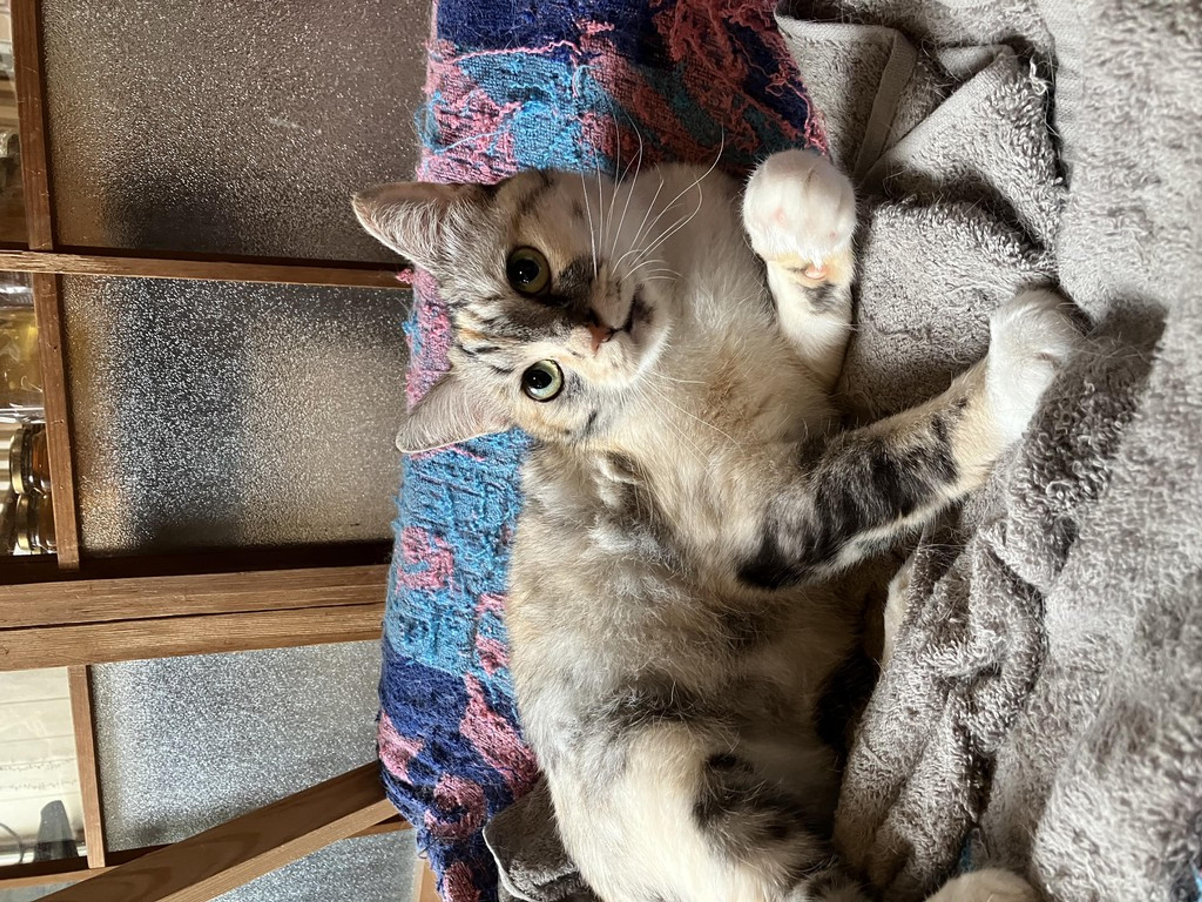pet-image-3