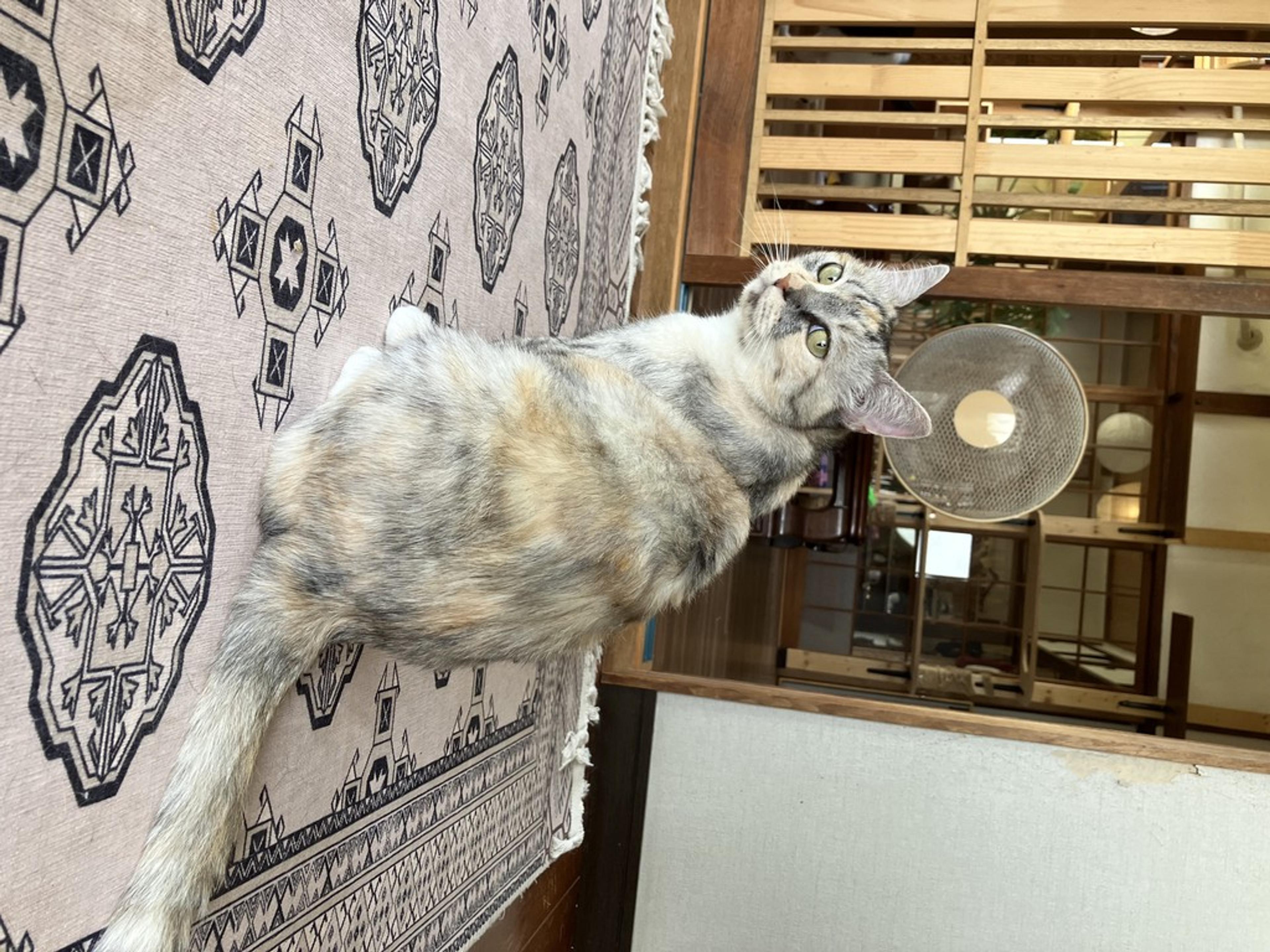 pet-image-4