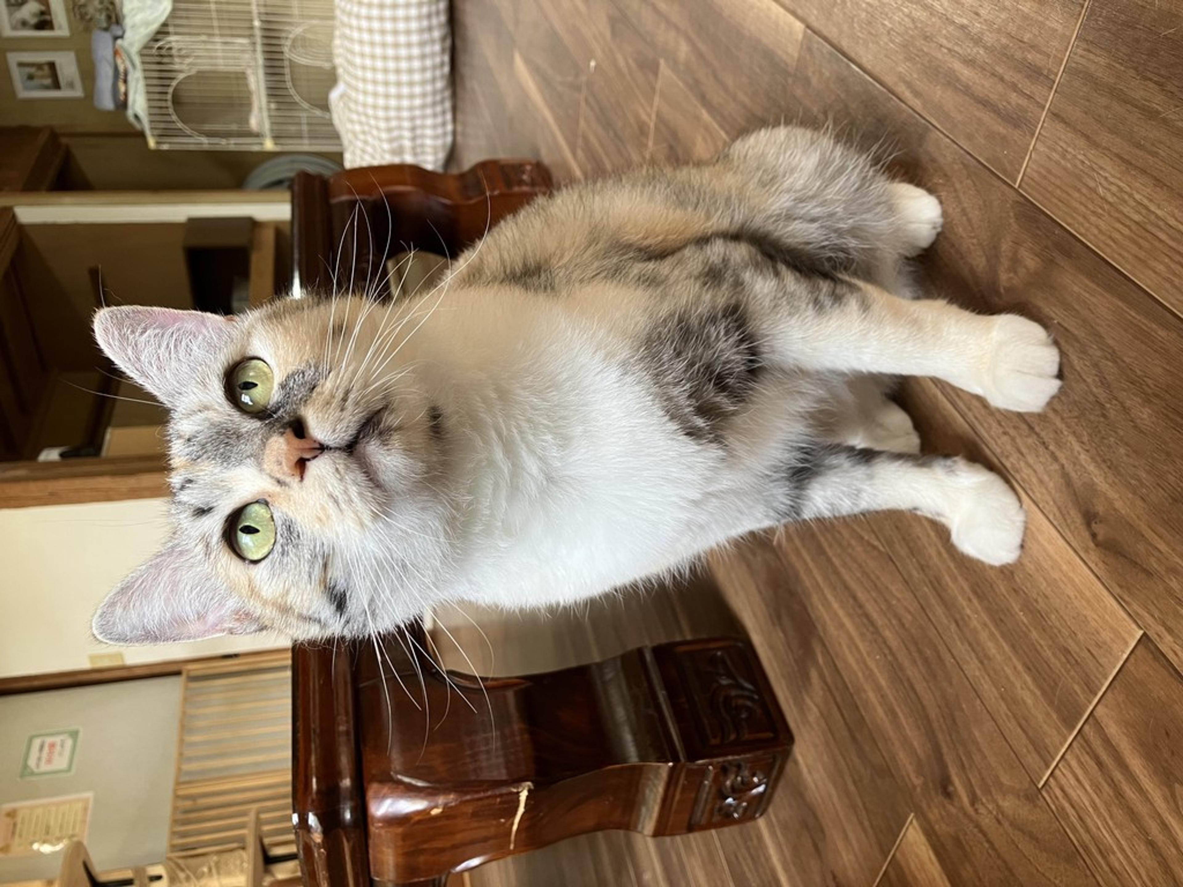 pet-image-5