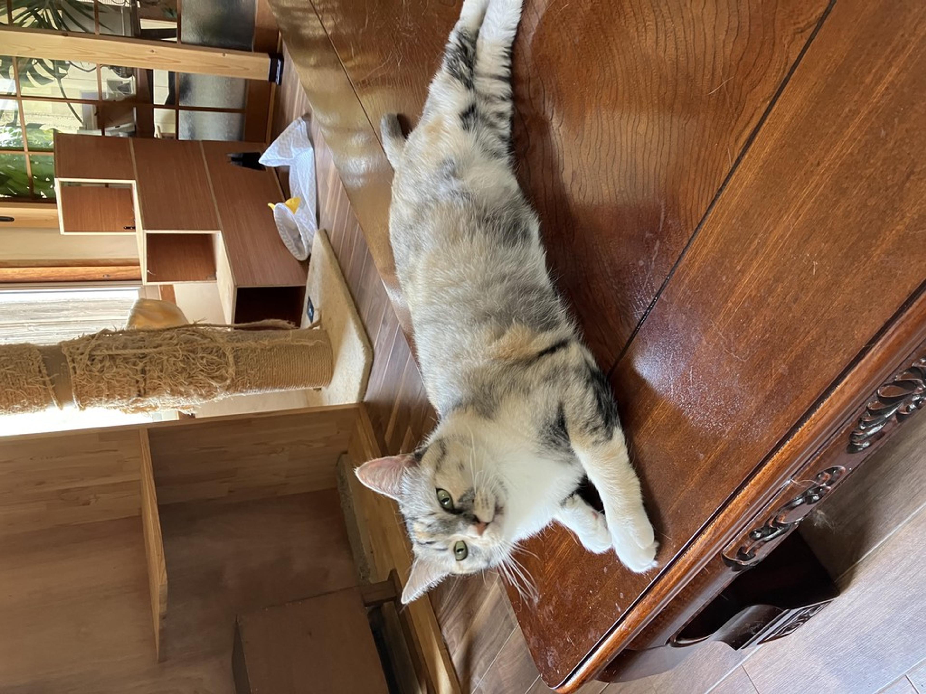 pet-image-6