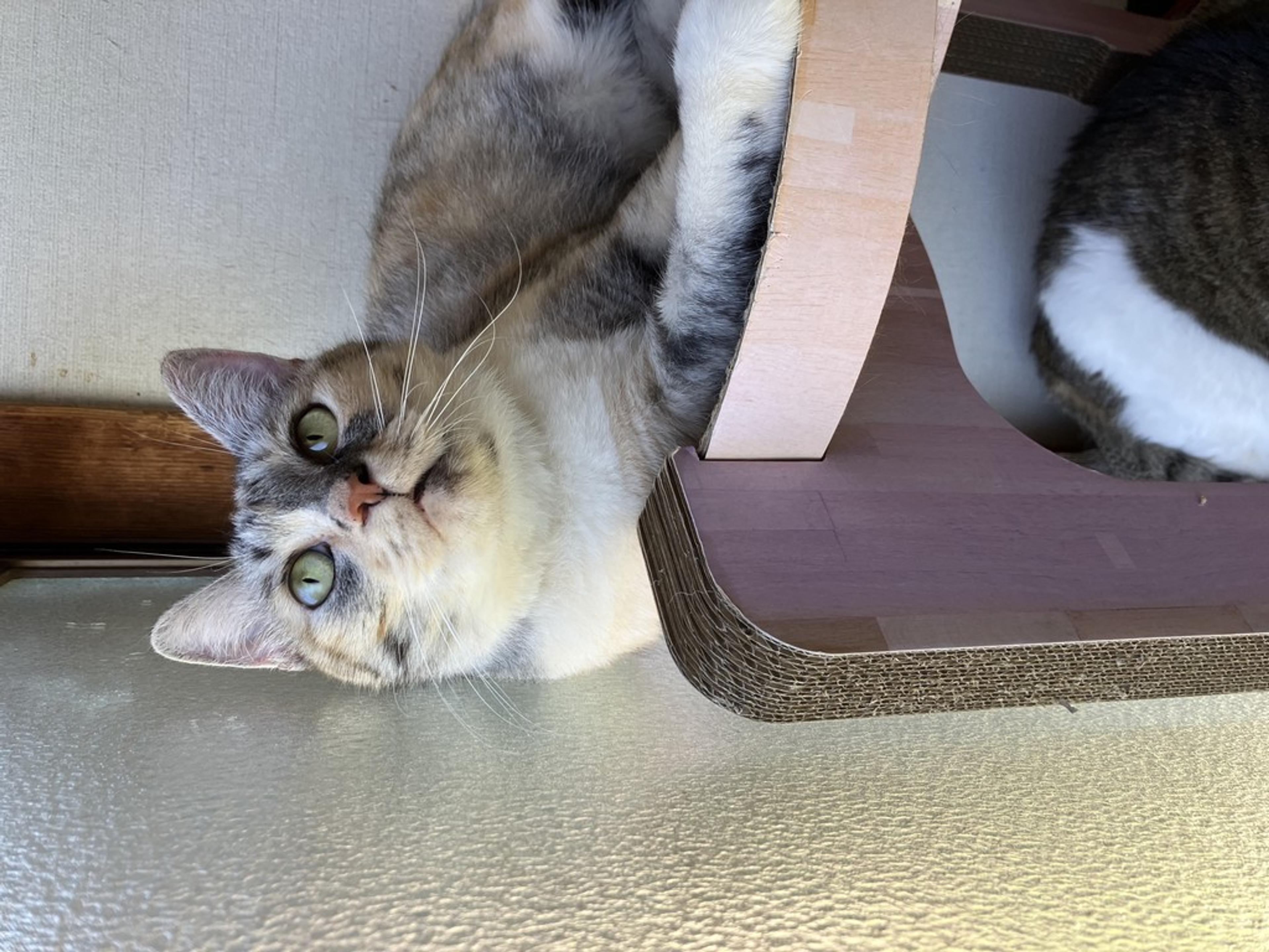 pet-image-7