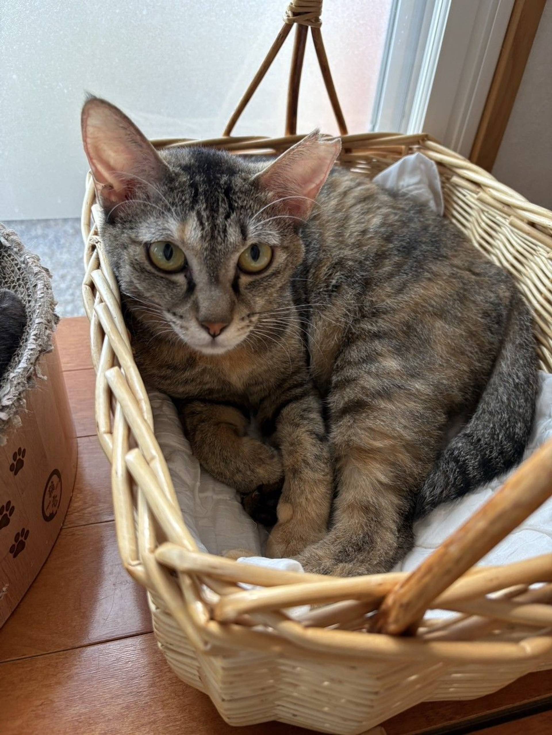 雑種（ミックス猫）・メスの里親募集の写真