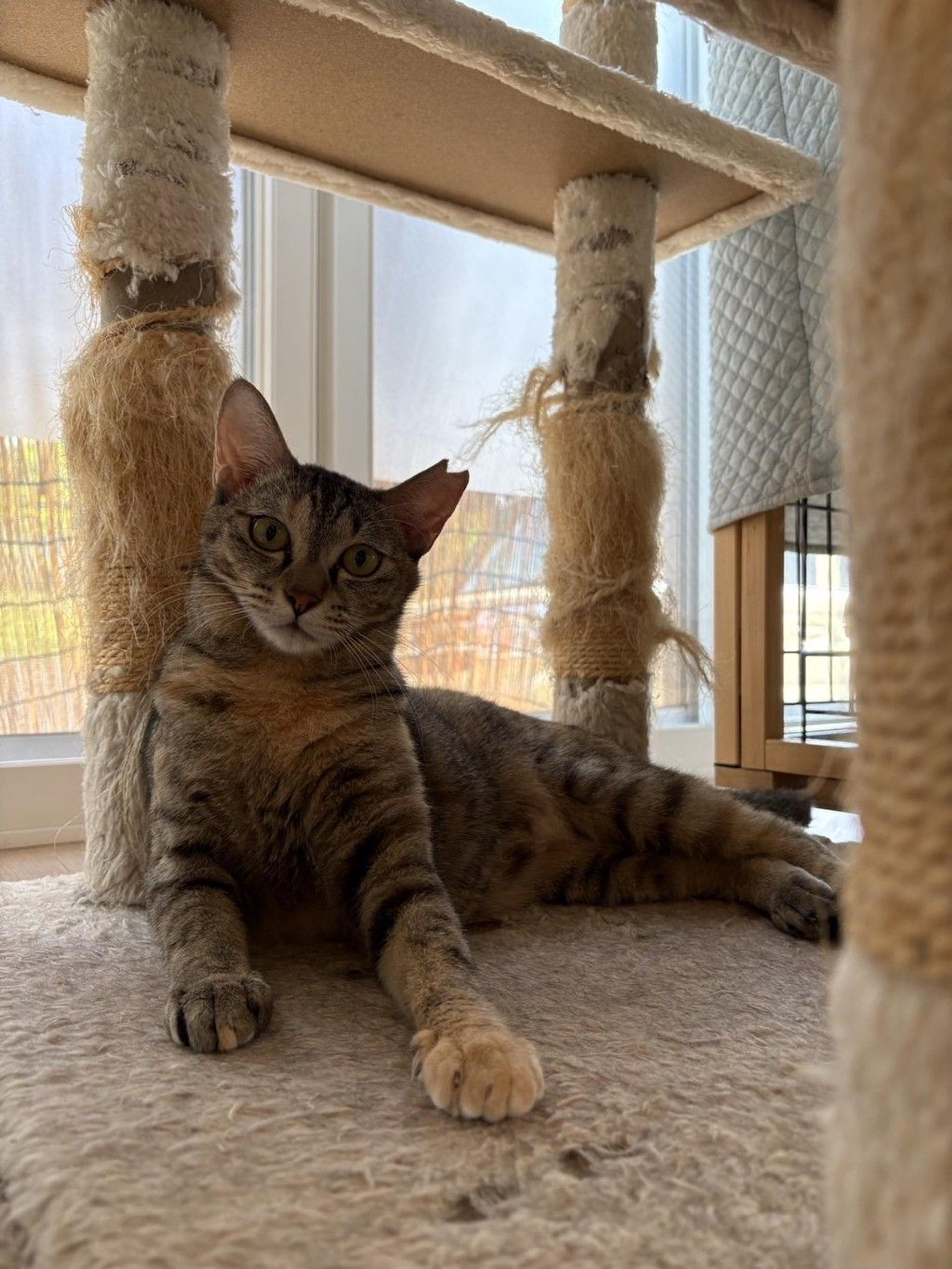 pet-image-2