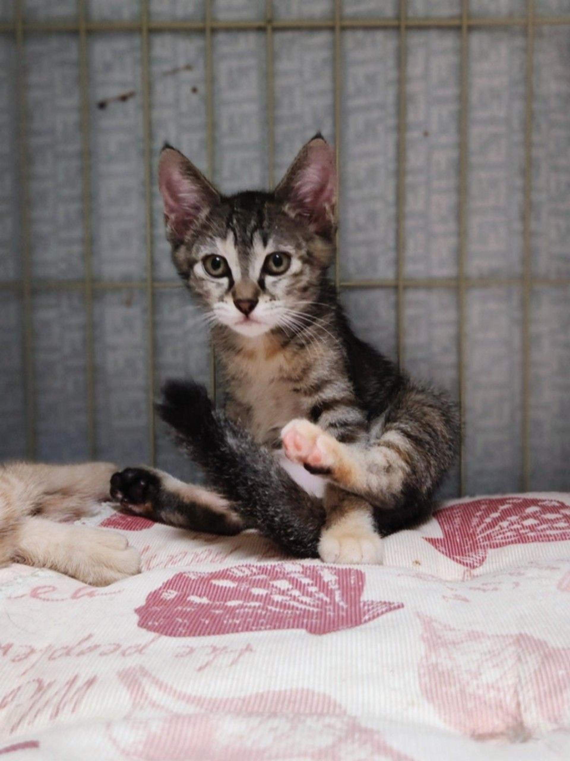 pet-image-7