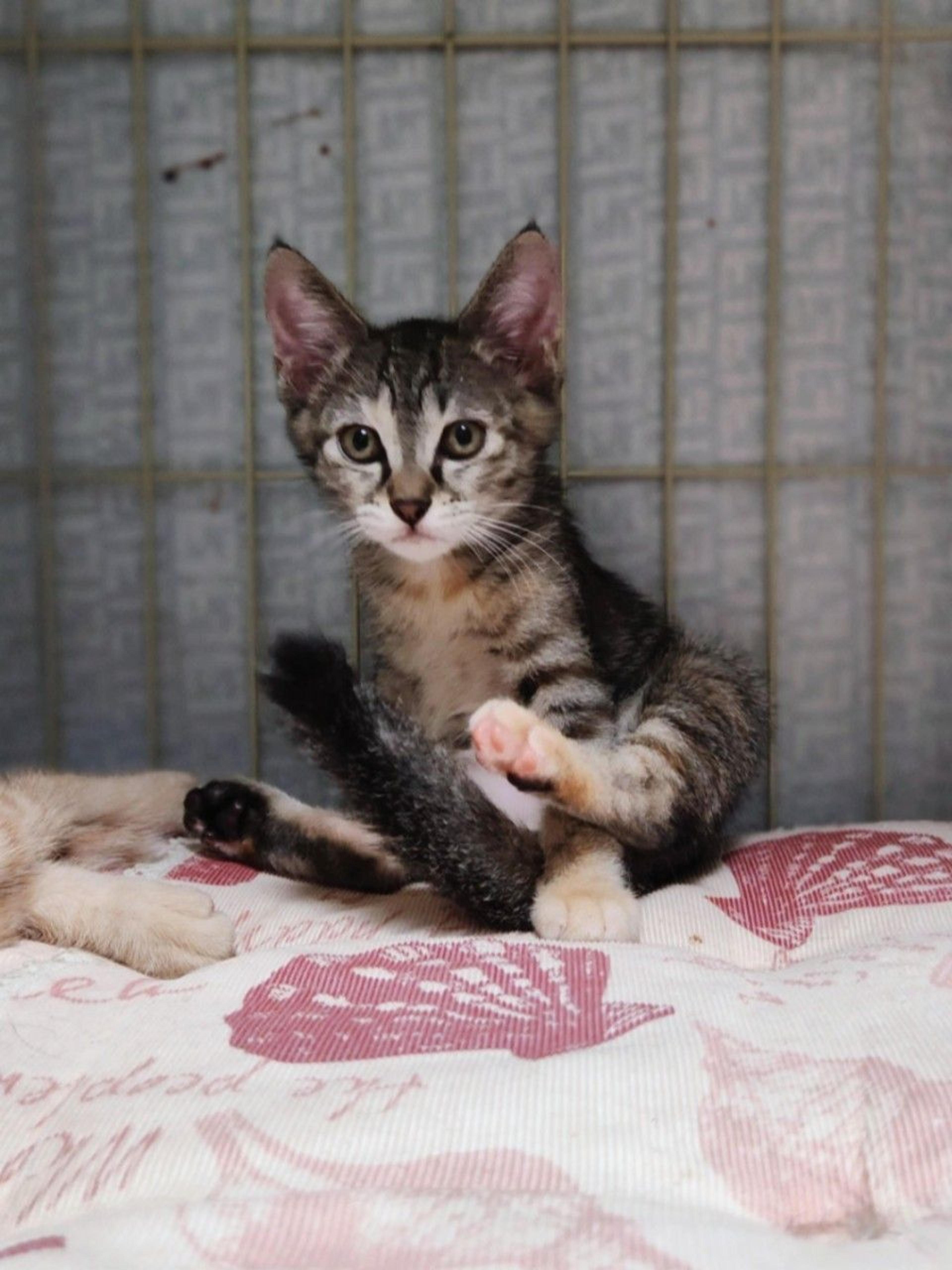 pet-image-7