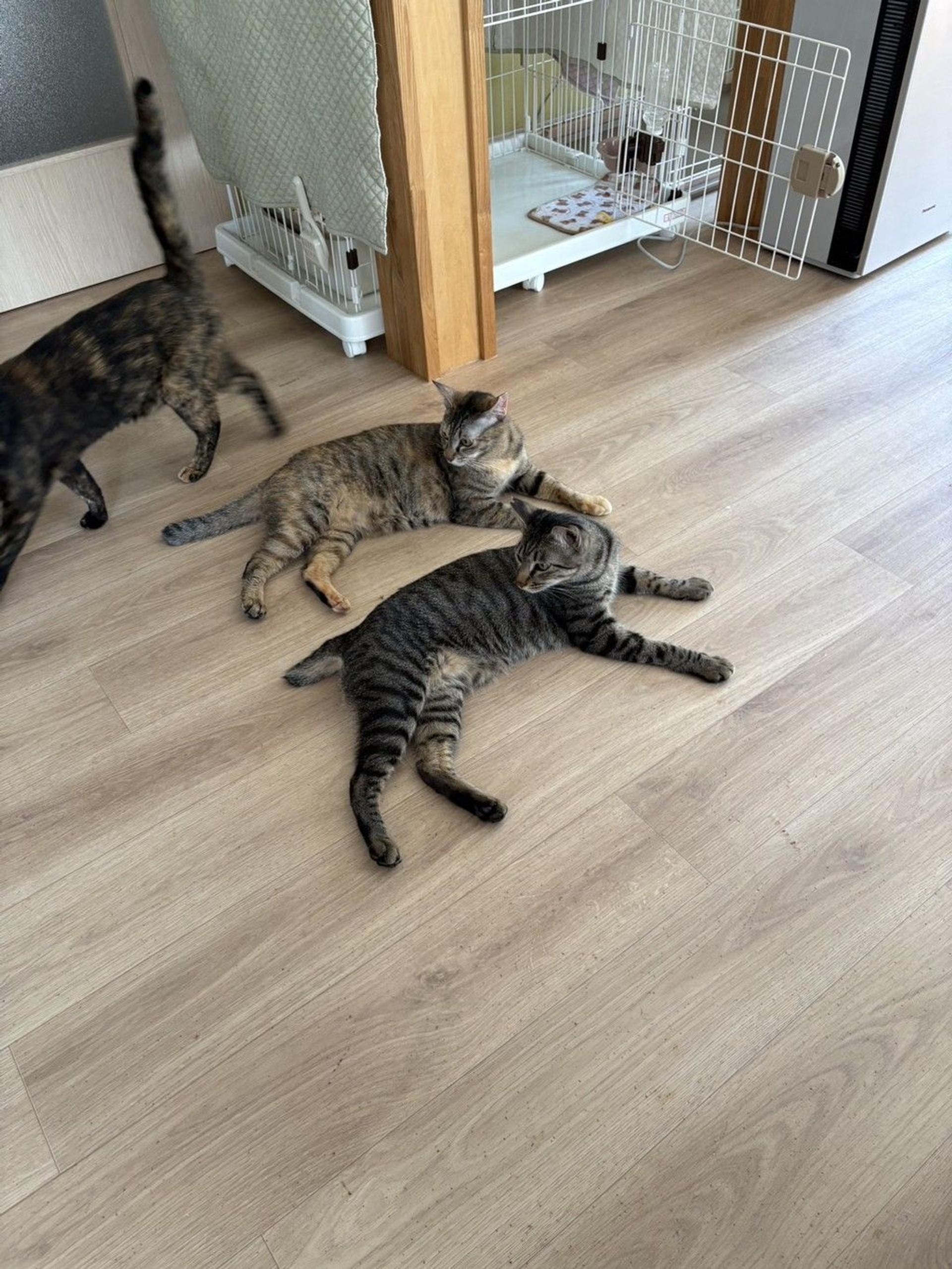 pet-image-5
