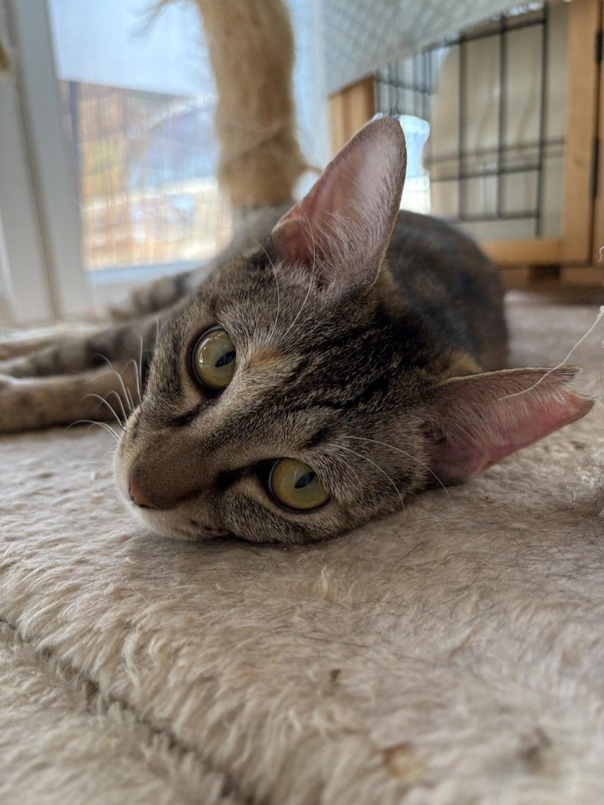 pet-image-4