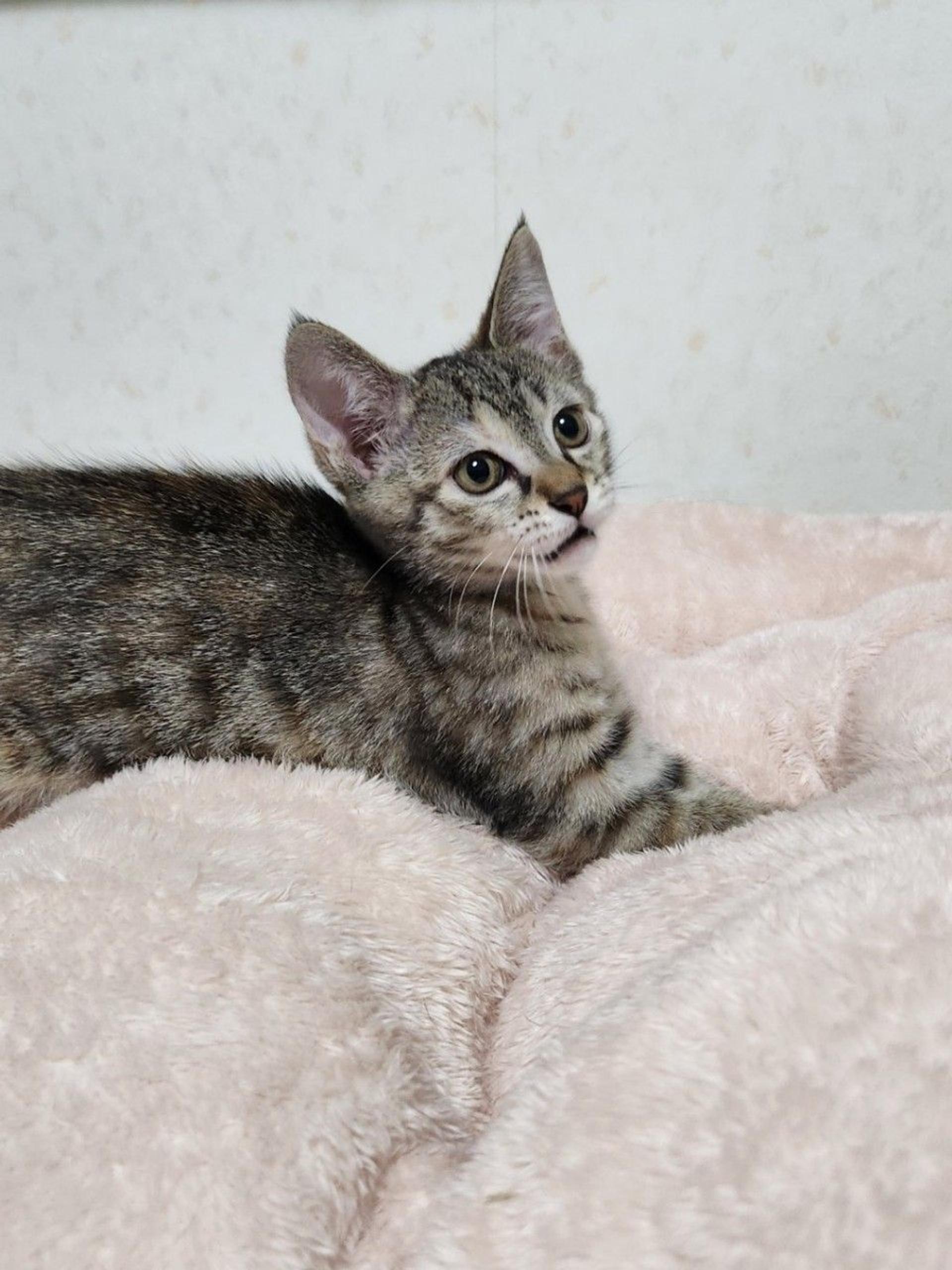 pet-image-9