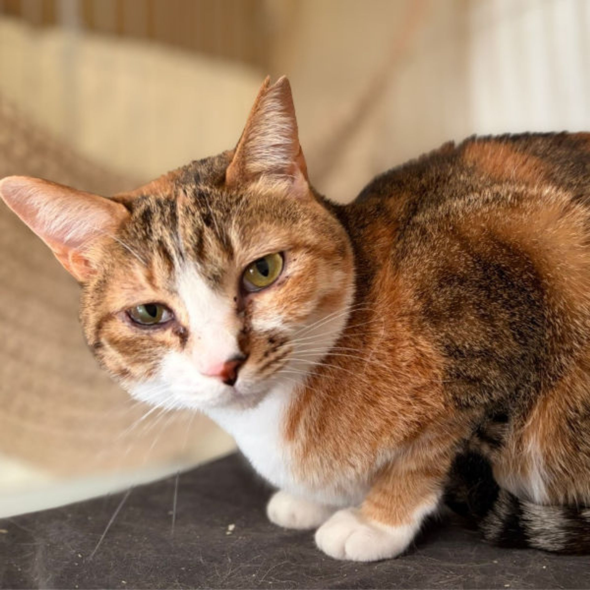 雑種（ミックス猫）・メスの里親募集の写真