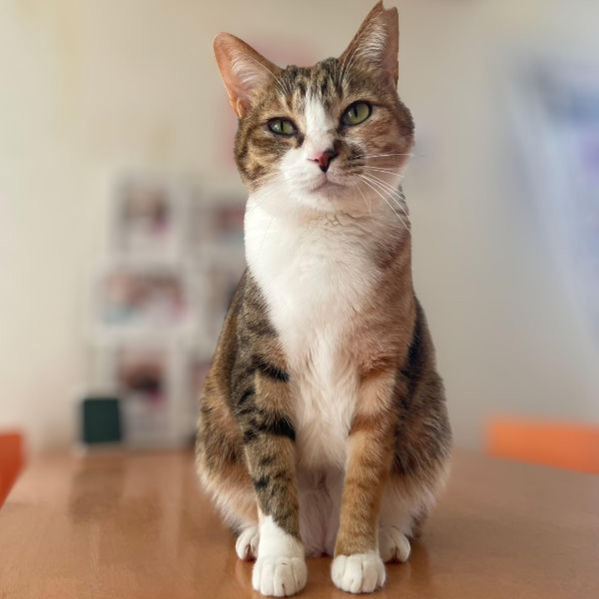 pet-image-2