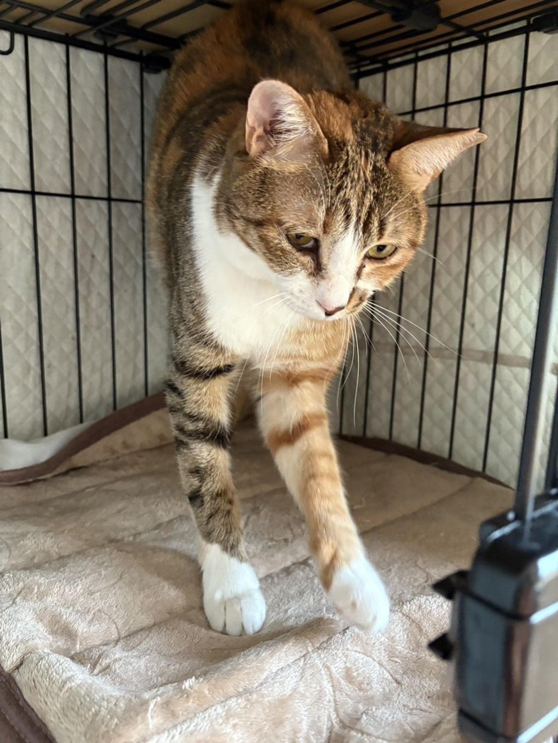 pet-image-3