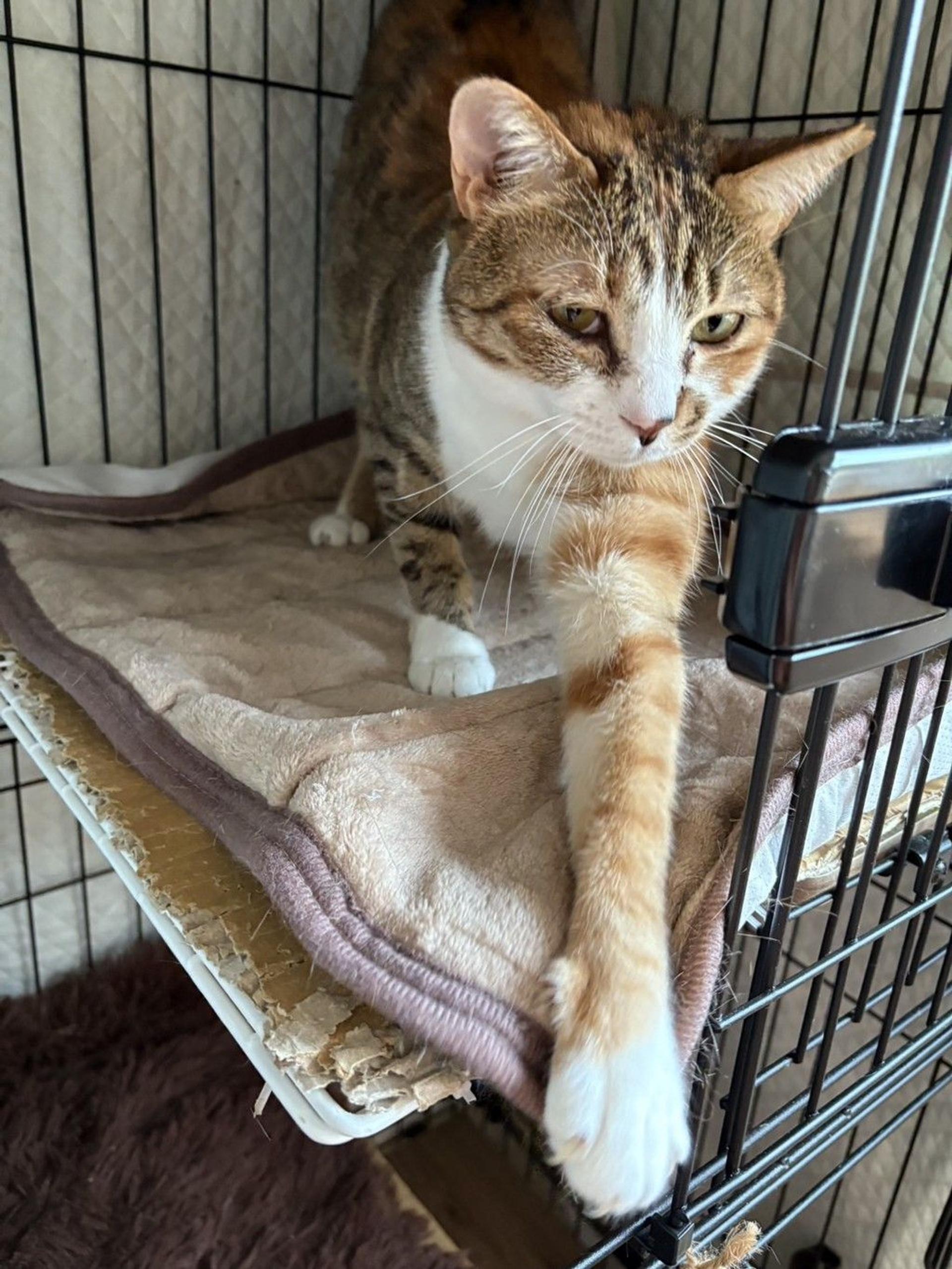 pet-image-4