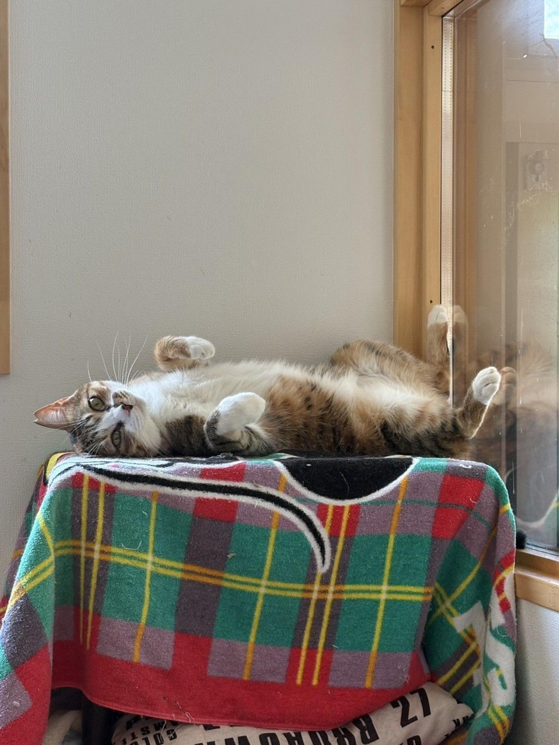 pet-image-6