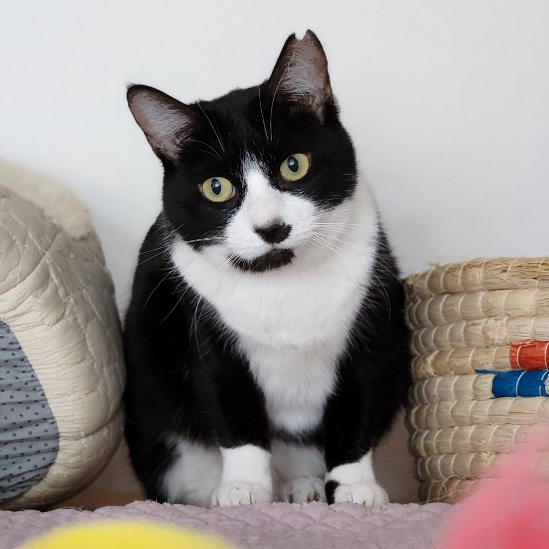 雑種（ミックス猫）・メスの里親募集の写真