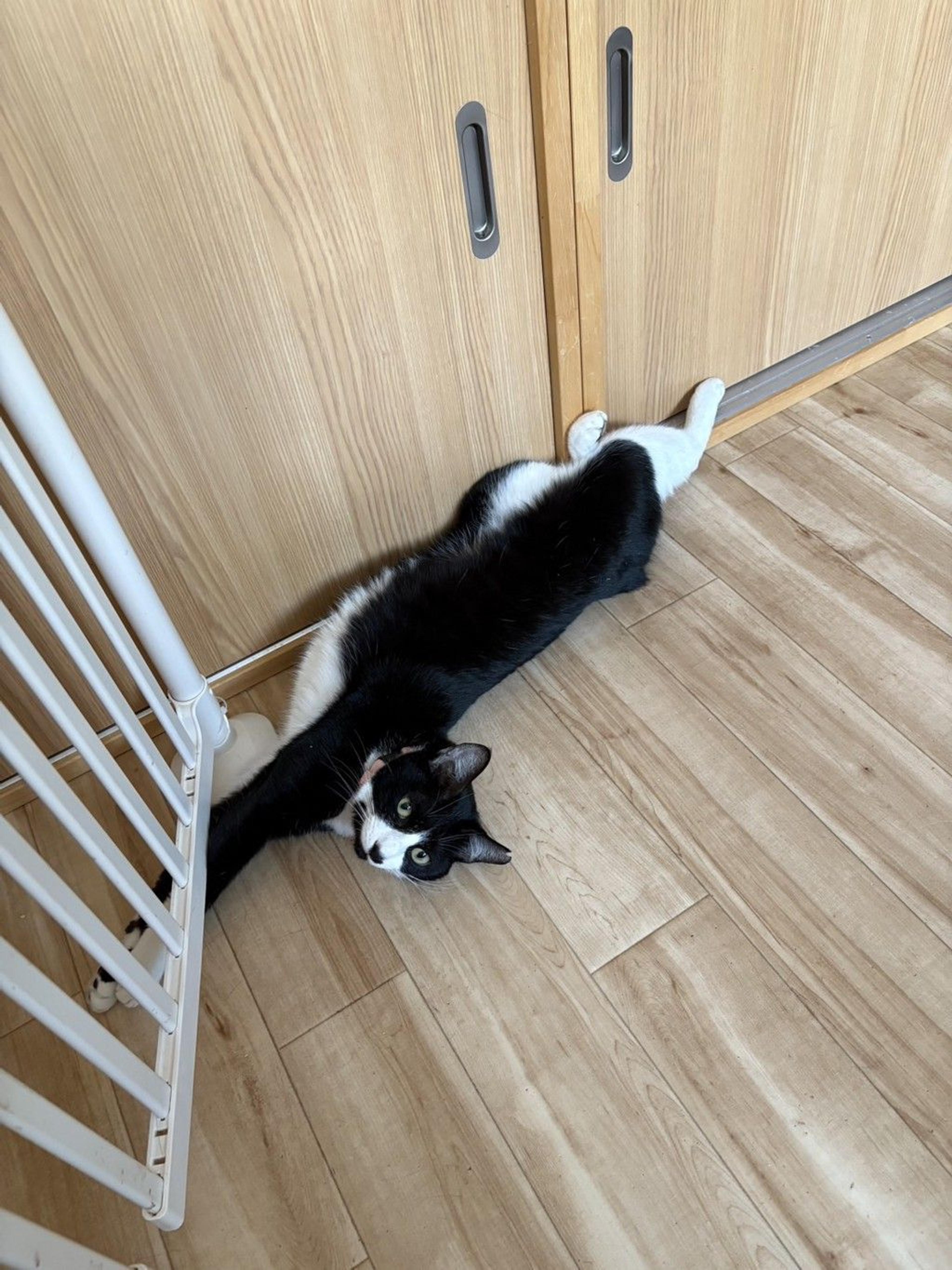 pet-image-5