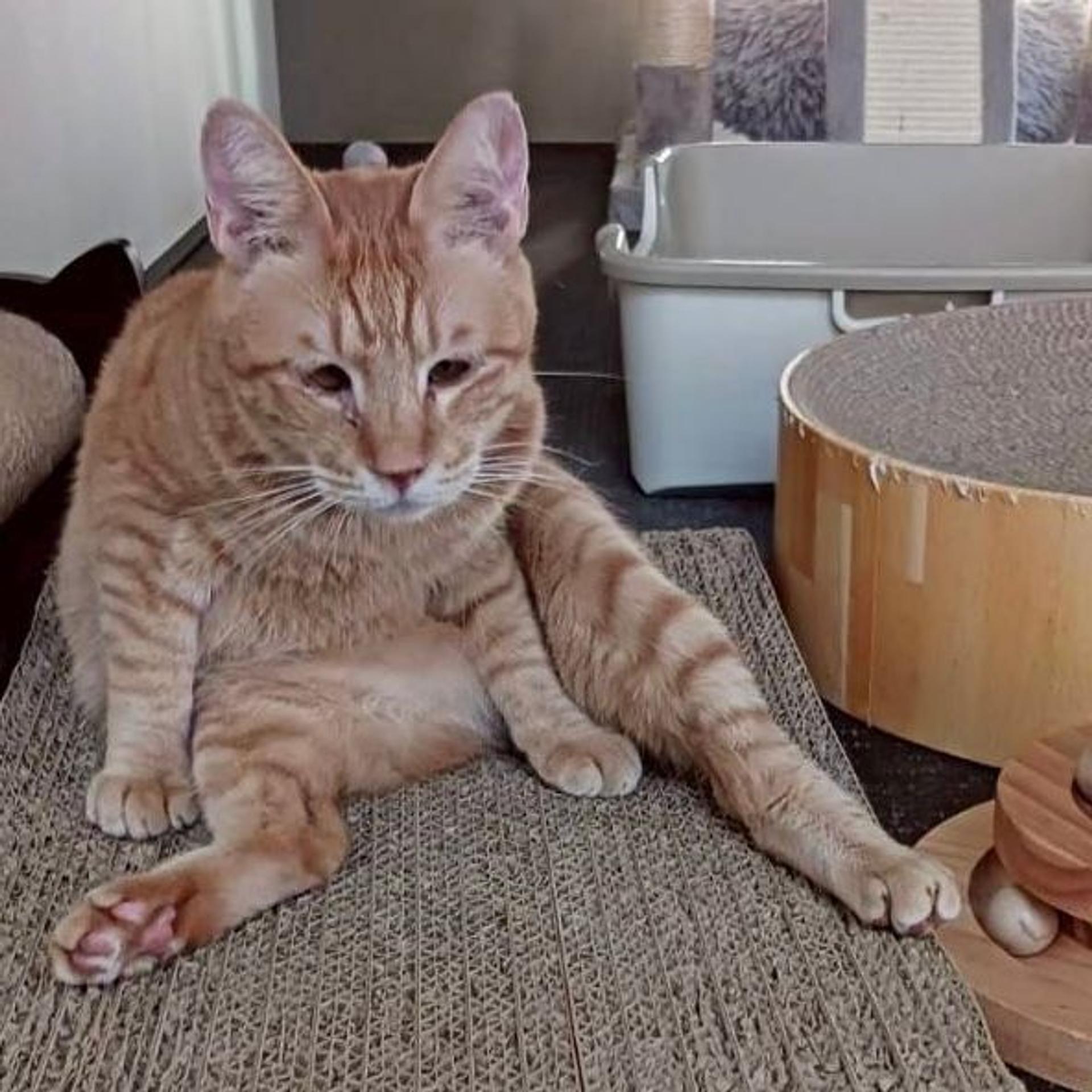 pet-image-4