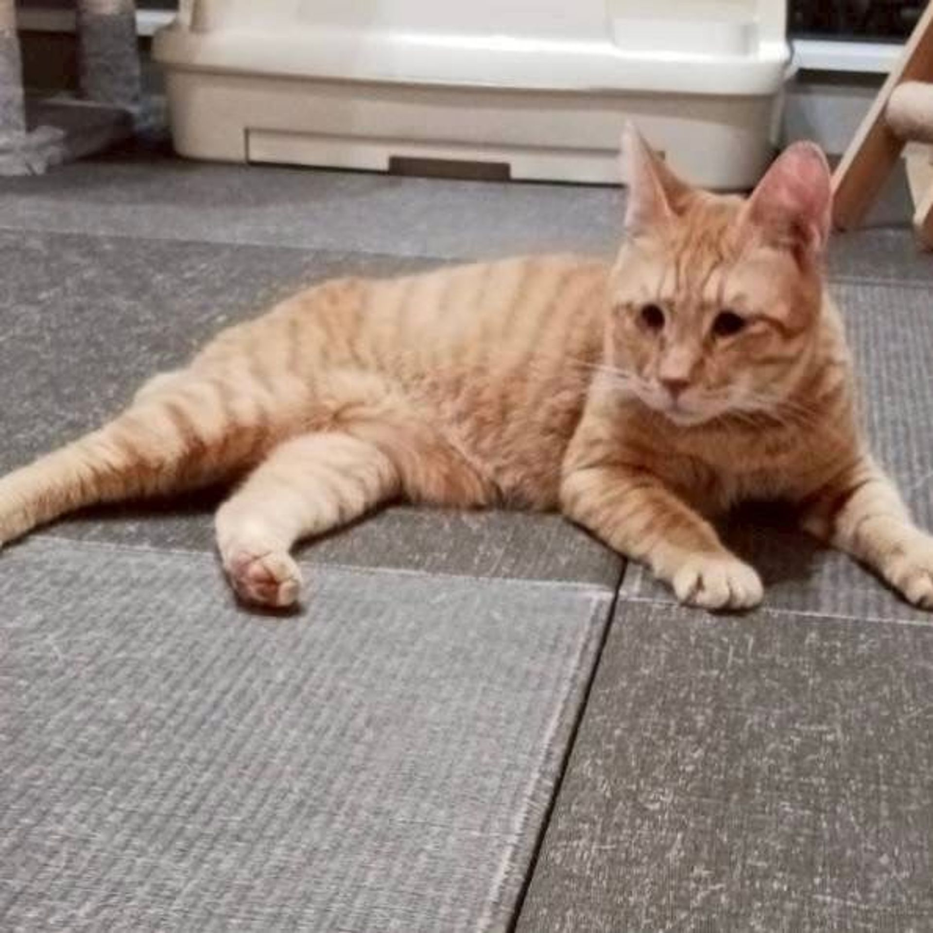 雑種（ミックス猫）・オスの里親募集の写真