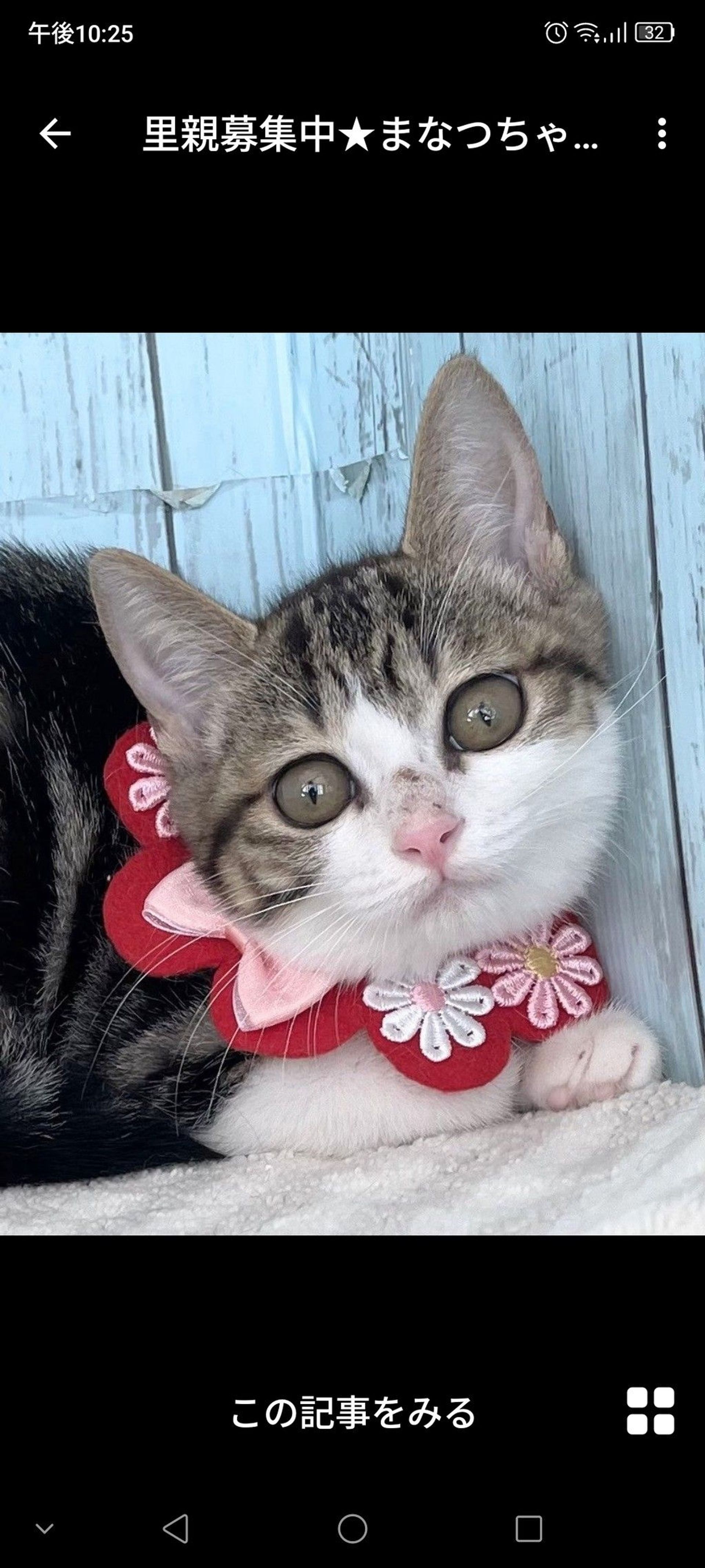 雑種（ミックス猫）・メスの里親募集の写真