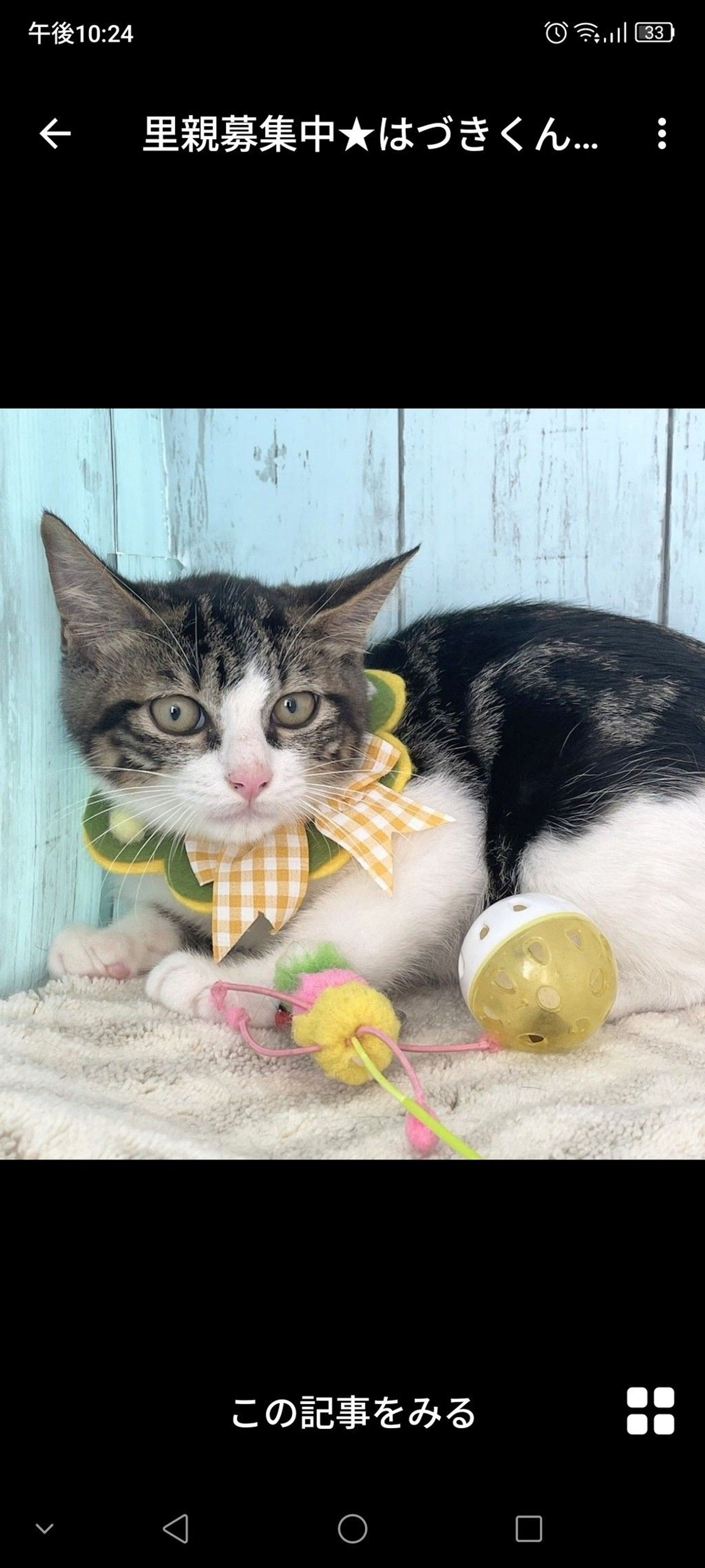 雑種（ミックス猫）・オスの里親募集の写真