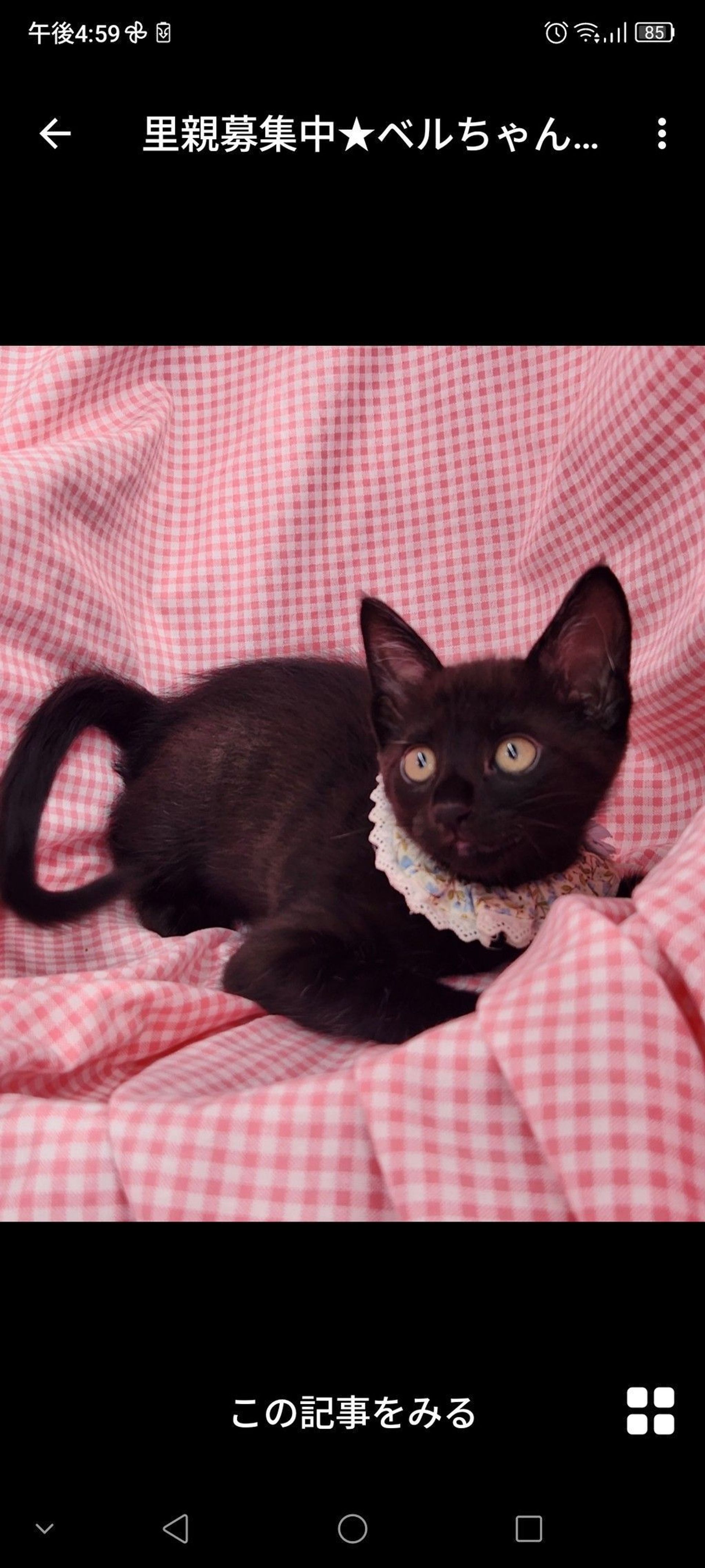 雑種（ミックス猫）・メスの里親募集の写真