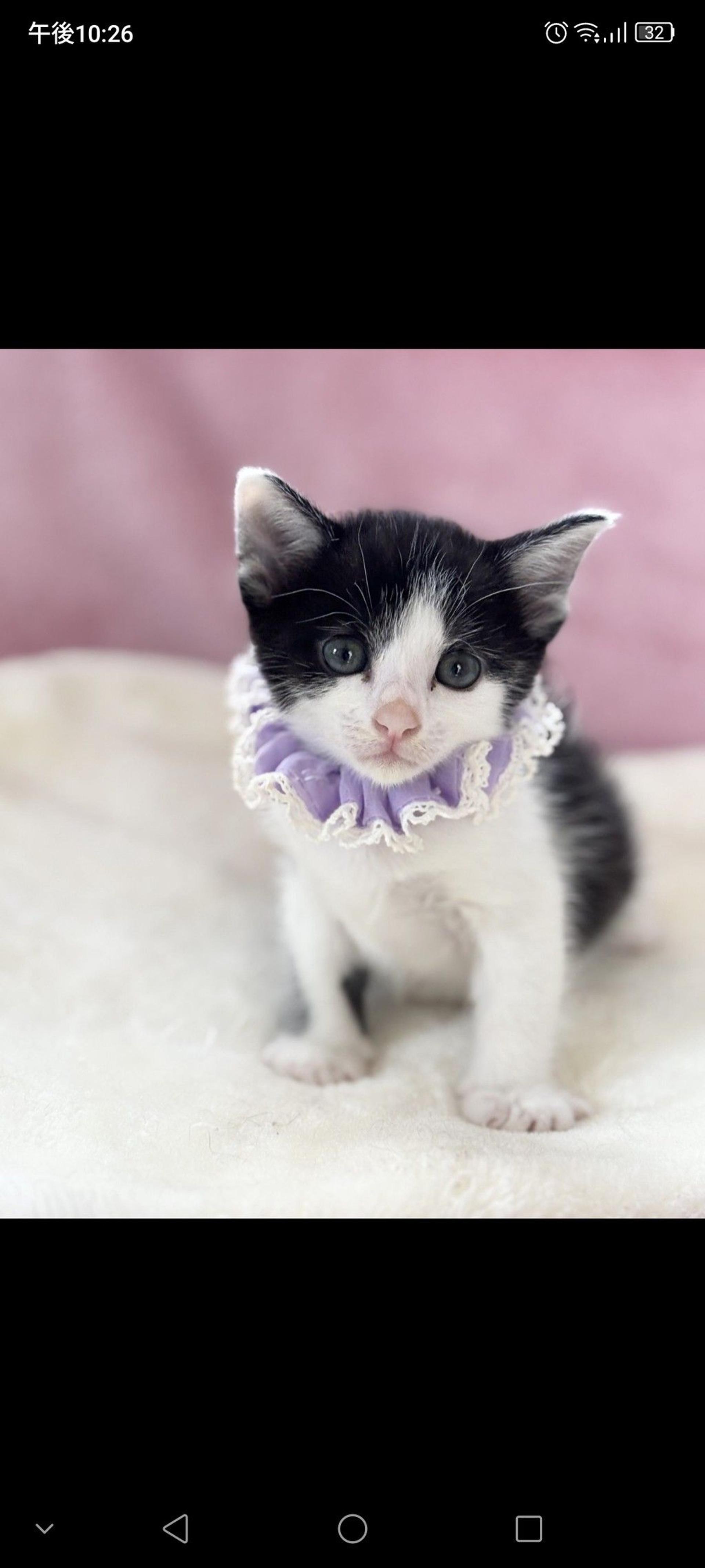 pet-image-2