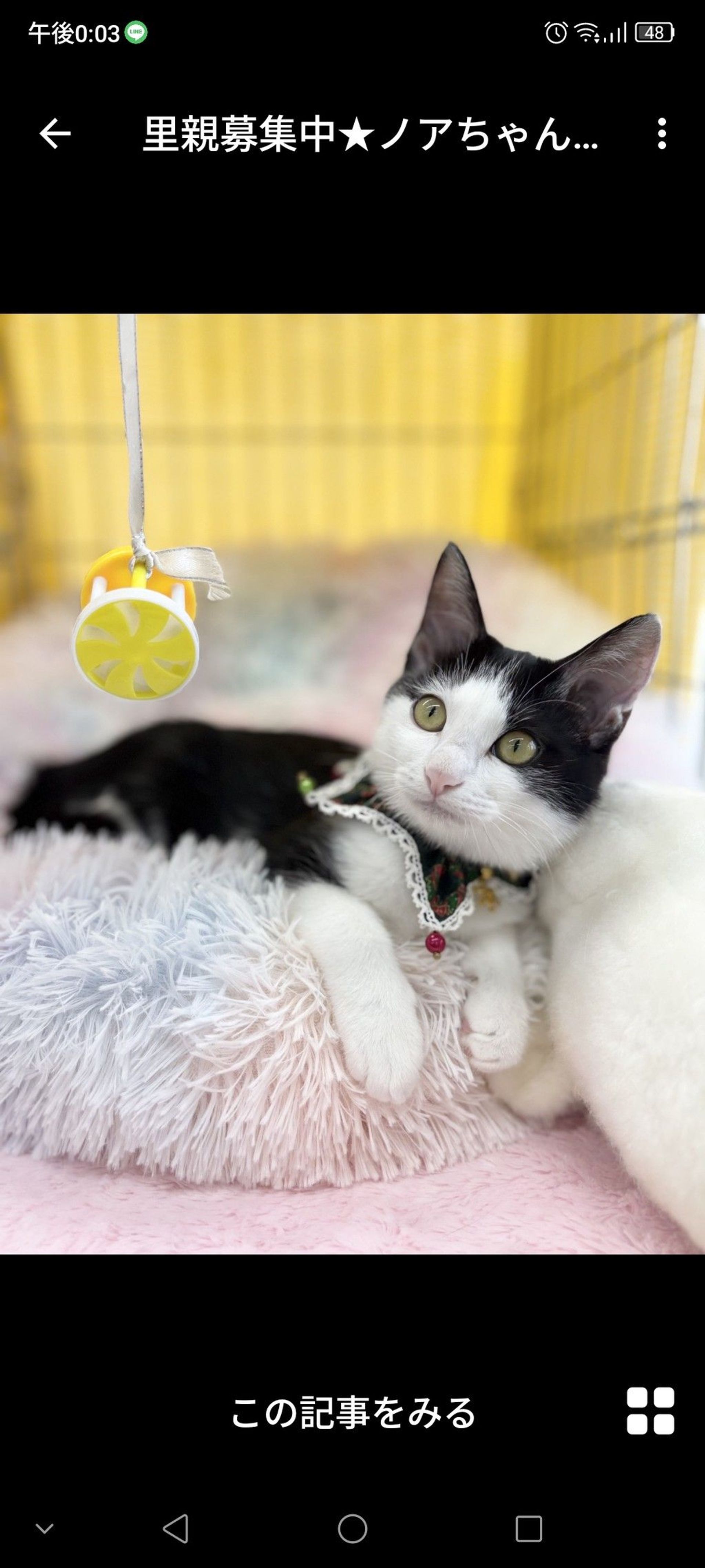 雑種（ミックス猫）・メスの里親募集の写真