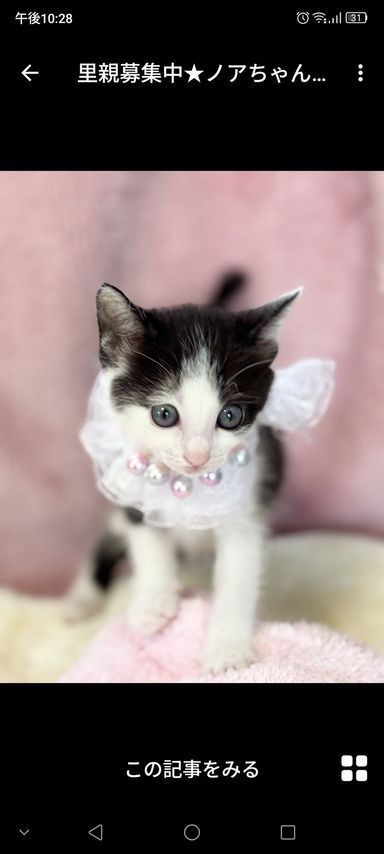 ノアちゃん