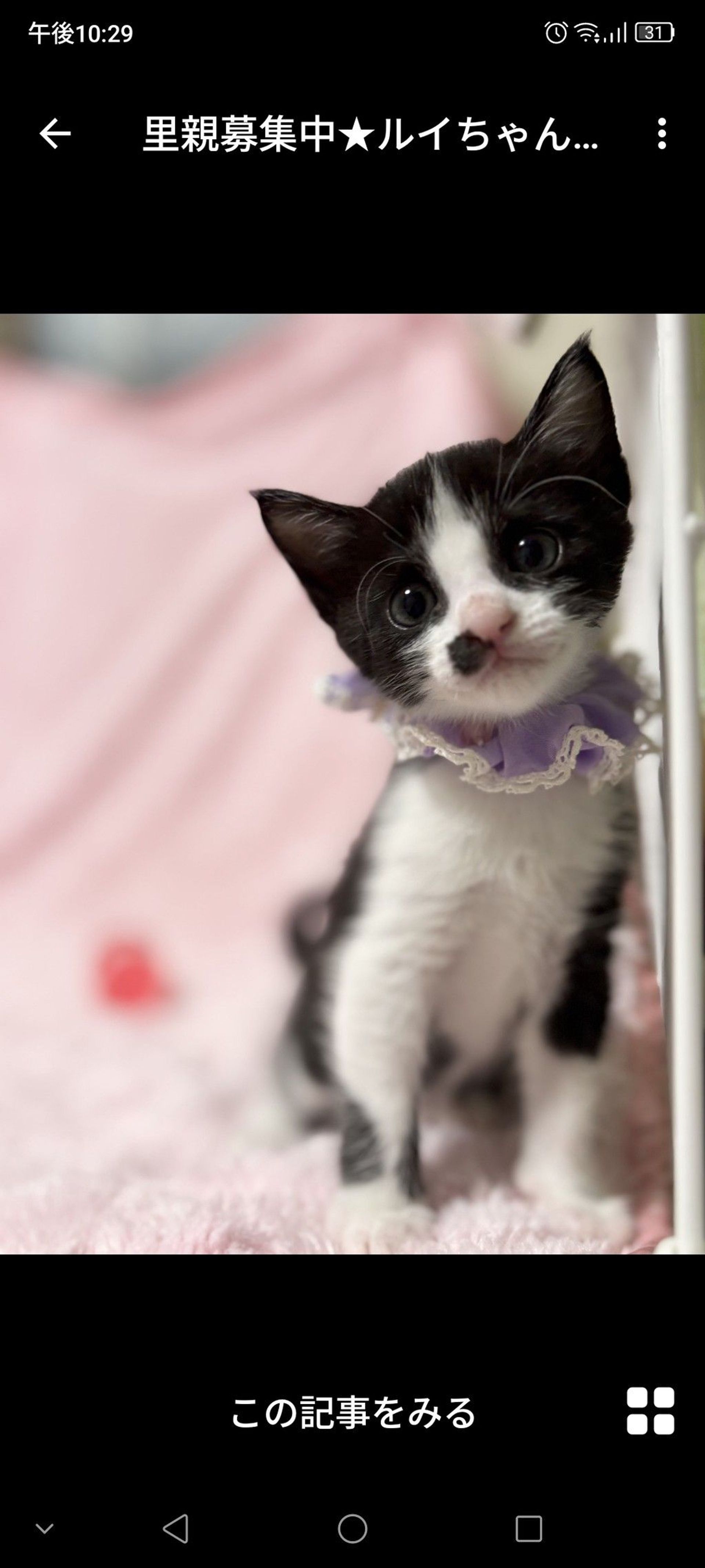 雑種（ミックス猫）・メスの里親募集の写真