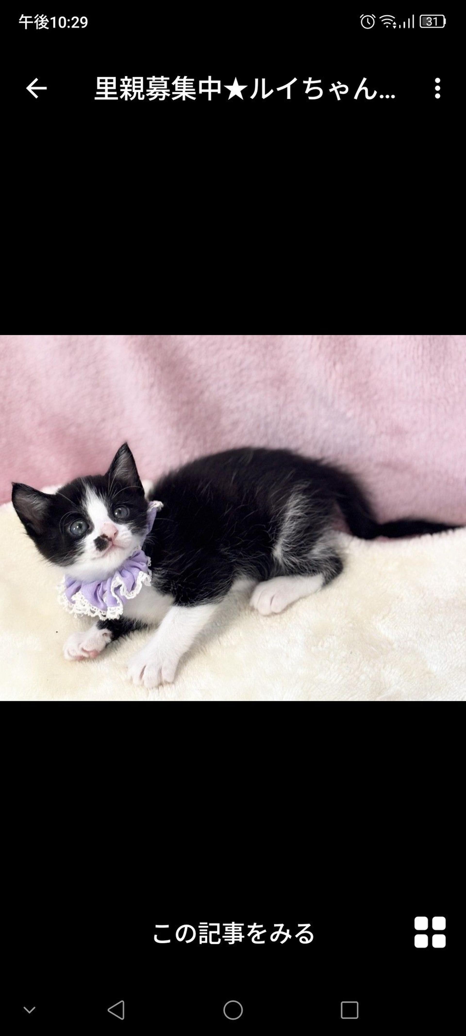 pet-image-3