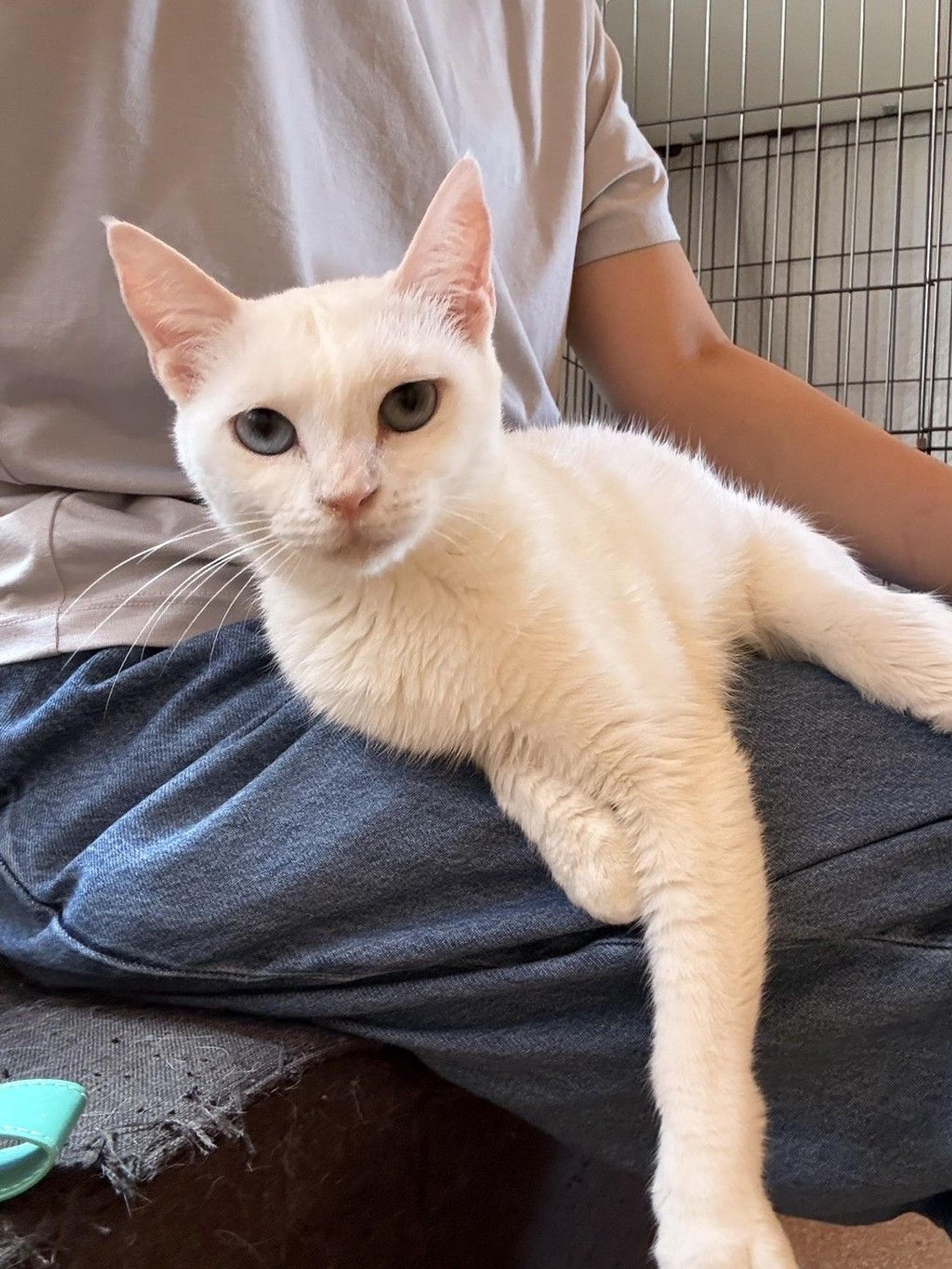 pet-image-2