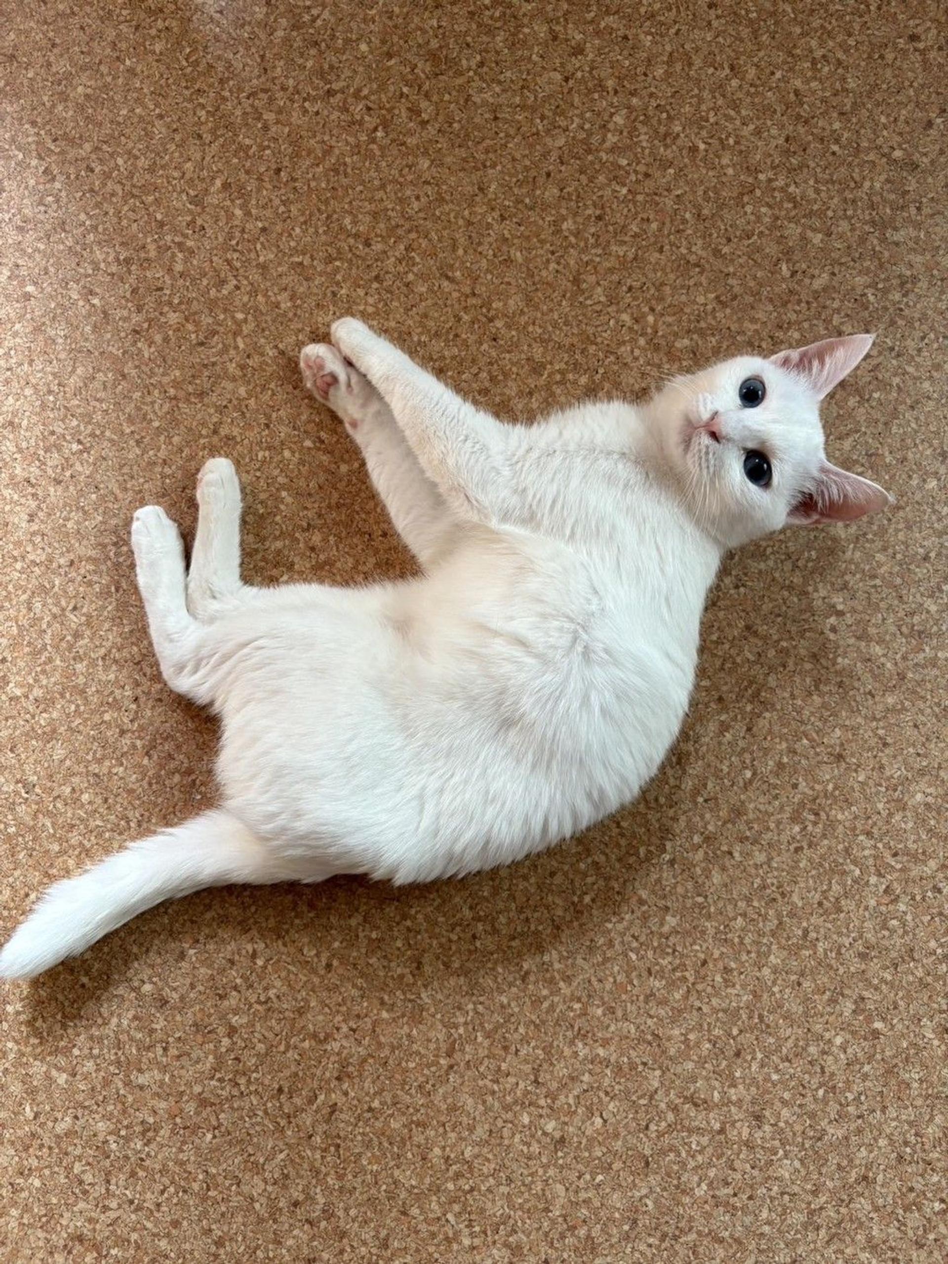 pet-image-3