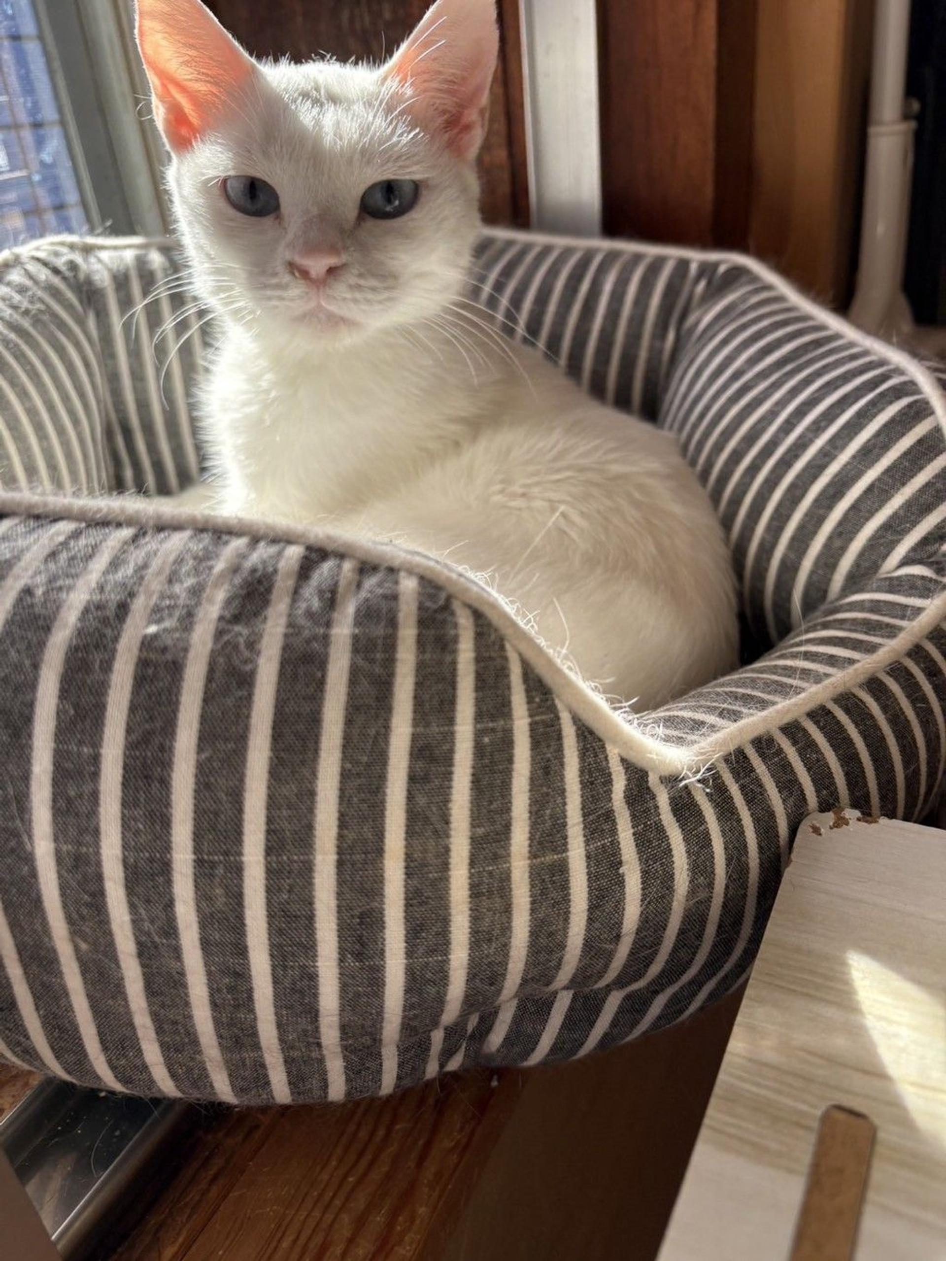 pet-image-4