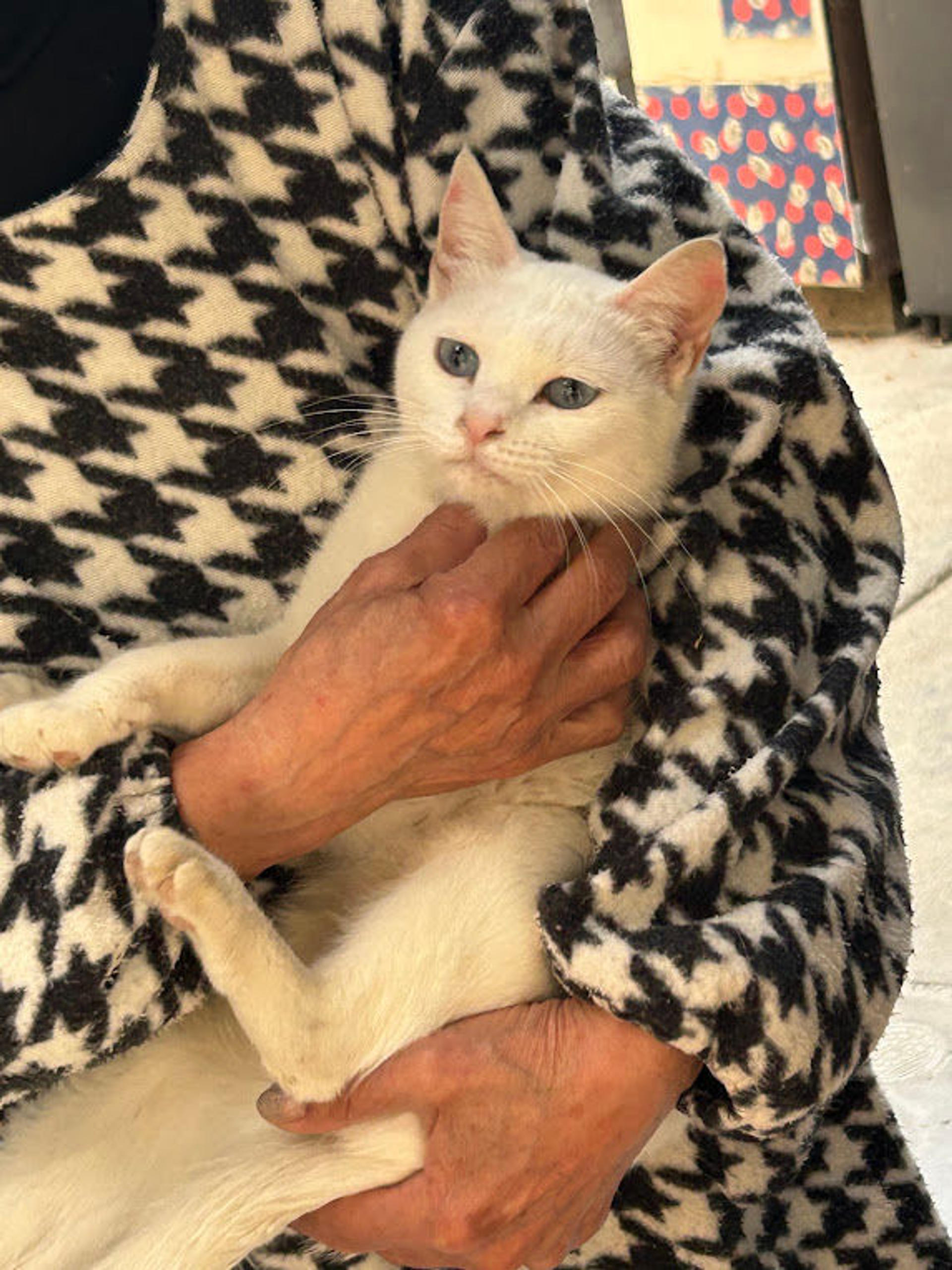 pet-image-9