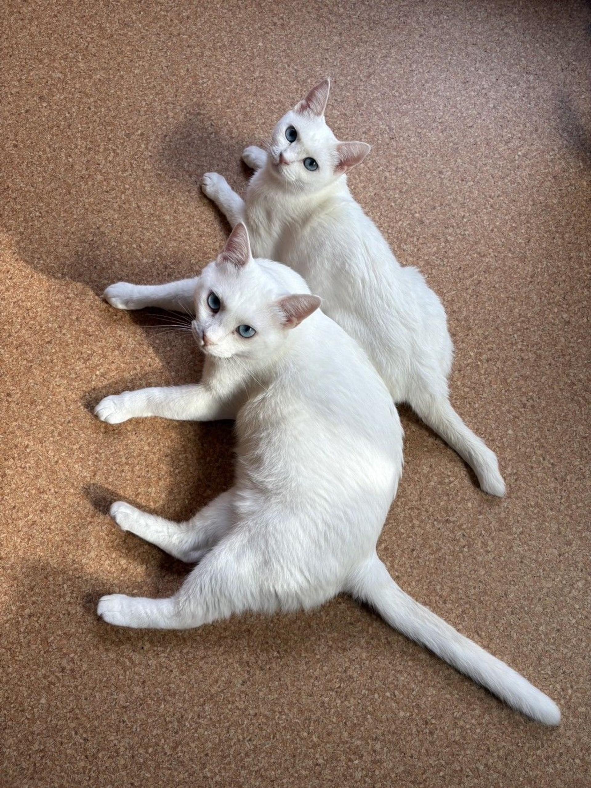 pet-image-7